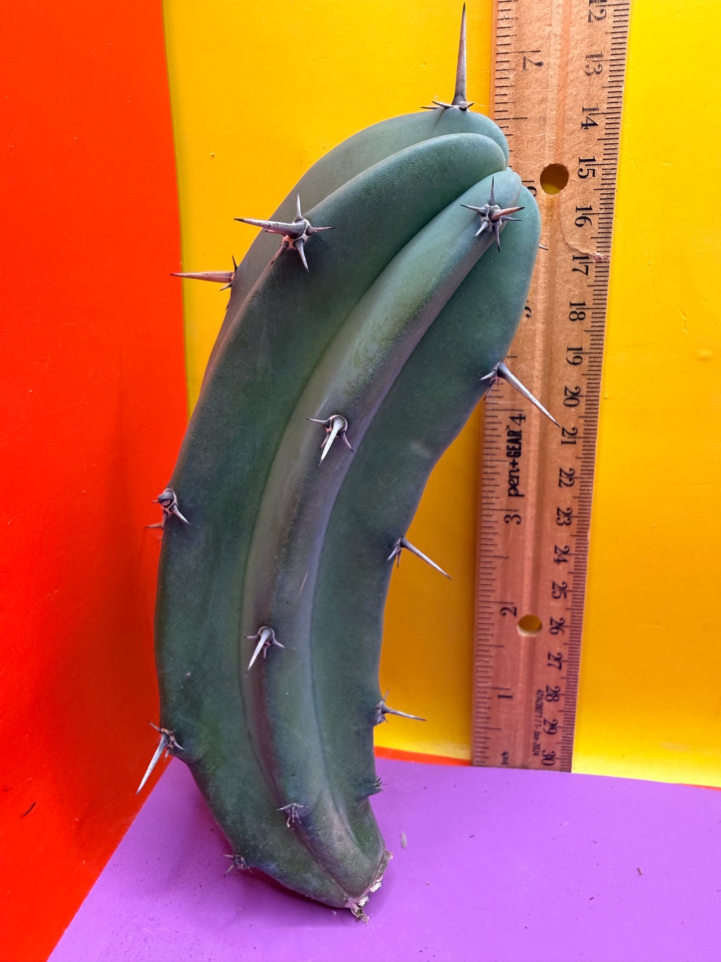 Myrtillocactus geometrizans