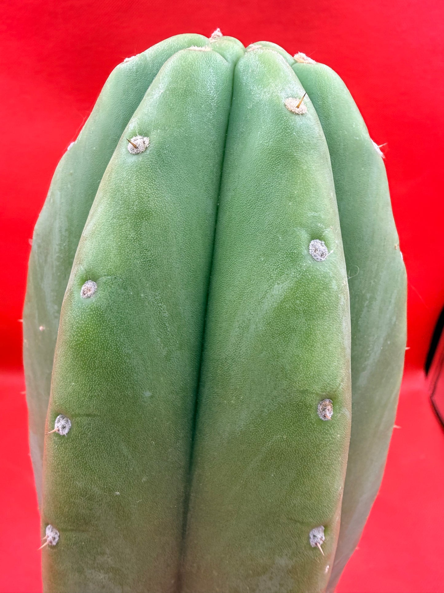 Cahuilla 4” thick !