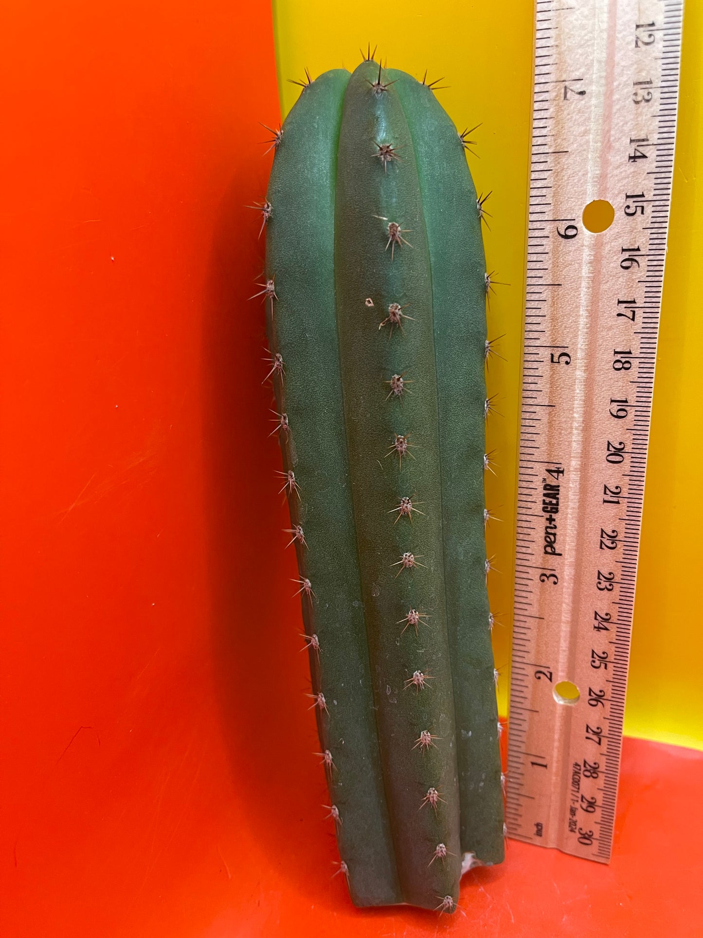 Trichocereus “MT”