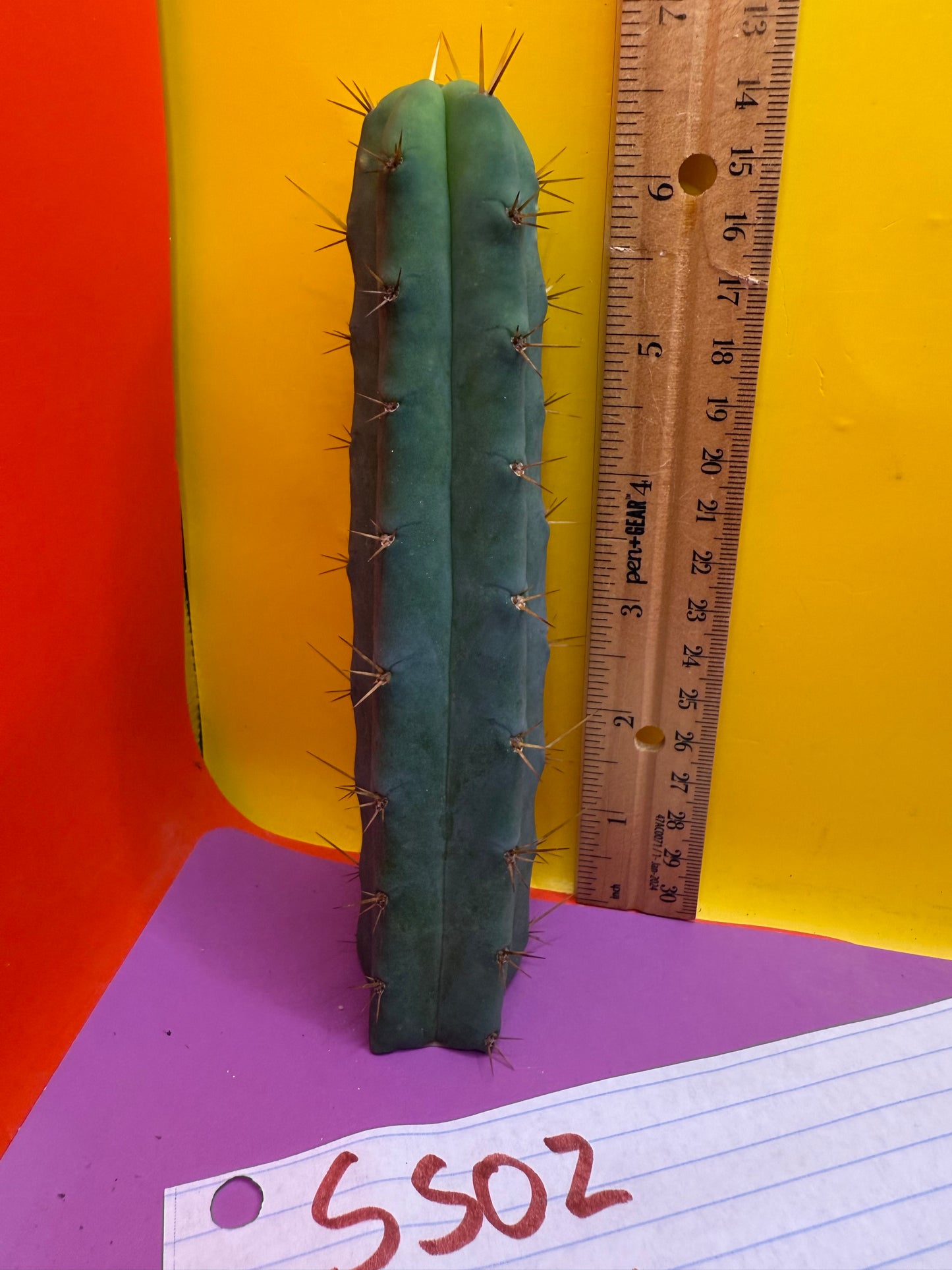 Ss02 cactus cutting