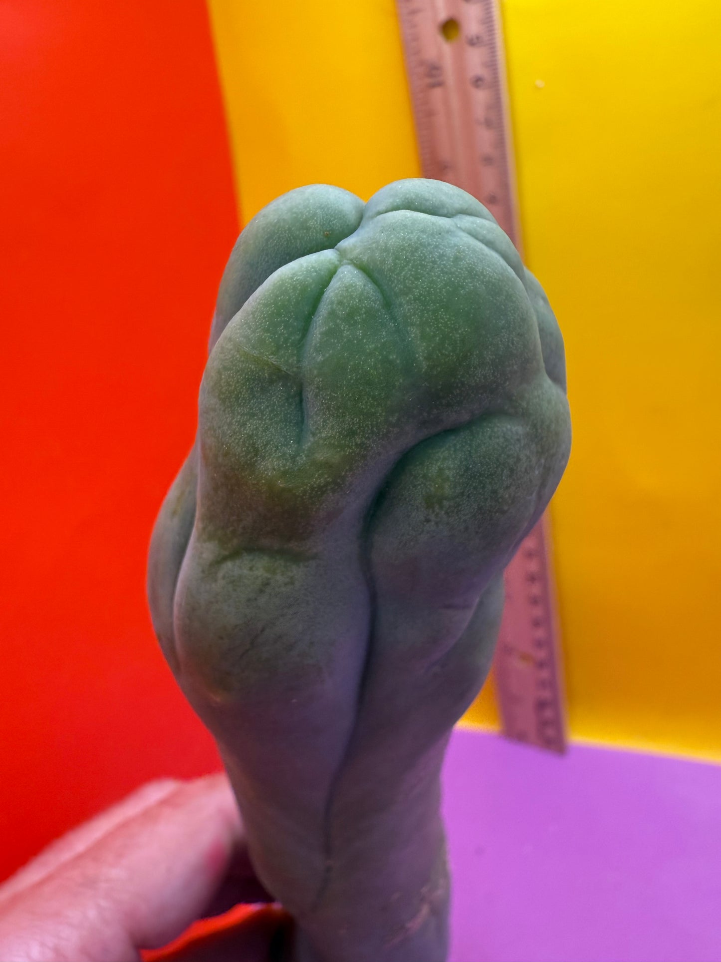 LONG FORM TBM-A cactus