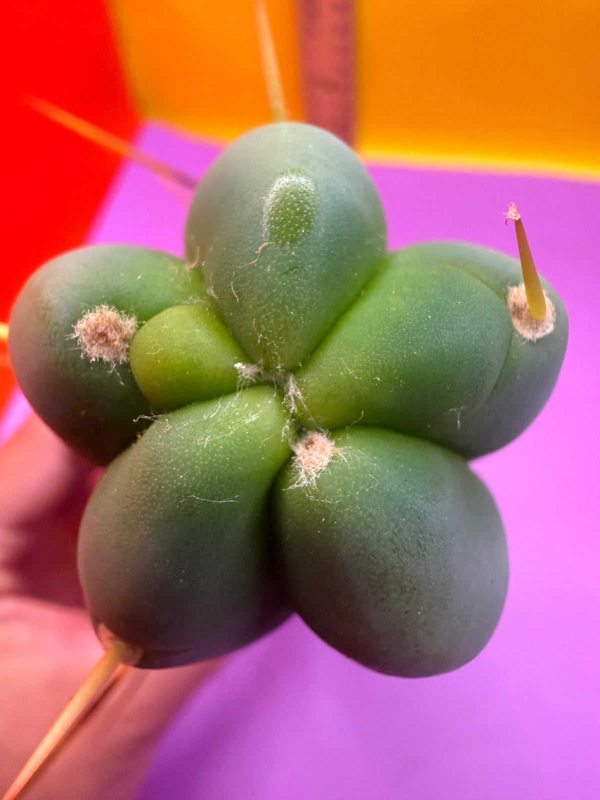 Trichocereus Bridgesii cutting of “DEL DIOS”