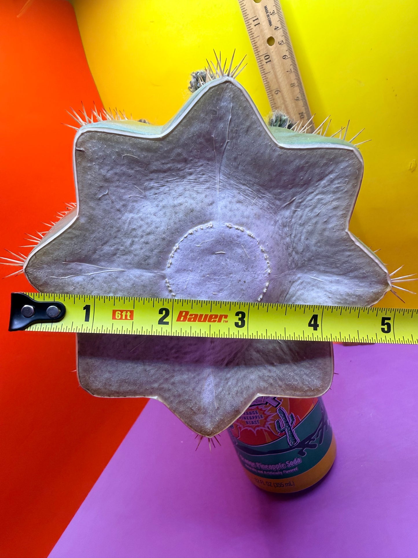 CACTO HEBRIDO with Flower Buds over 4.5” THIC !