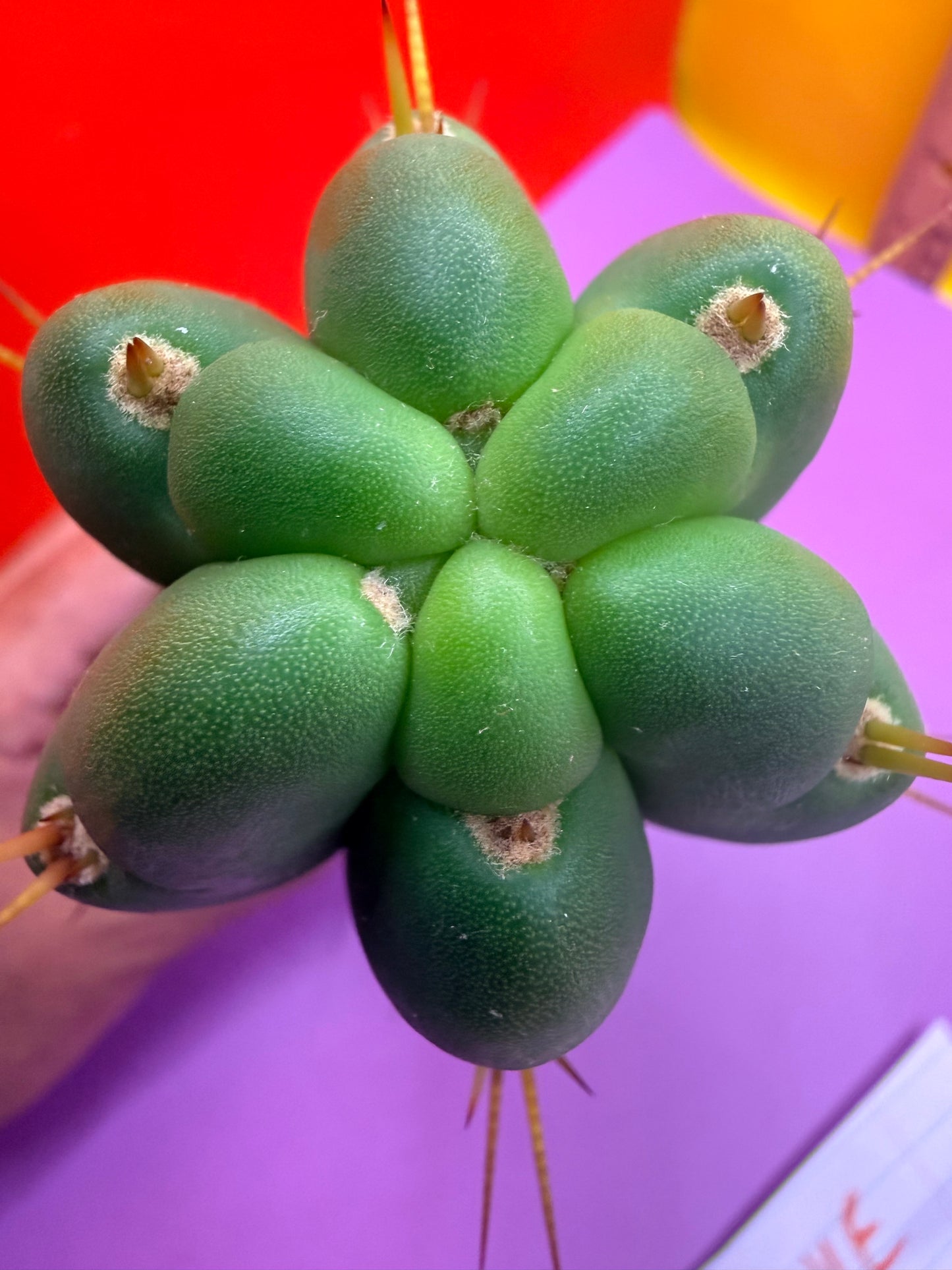 Yowie x Wowie cactus cutting