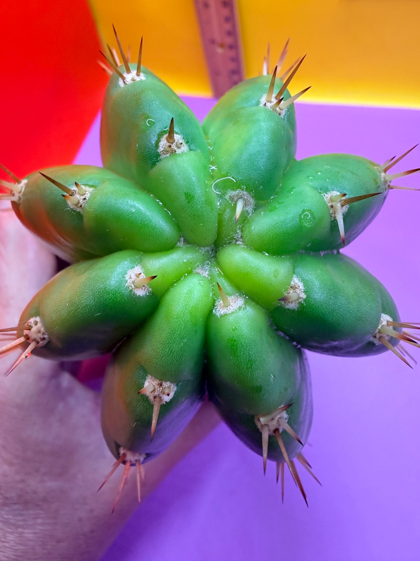 CACTO HEBRIDO !