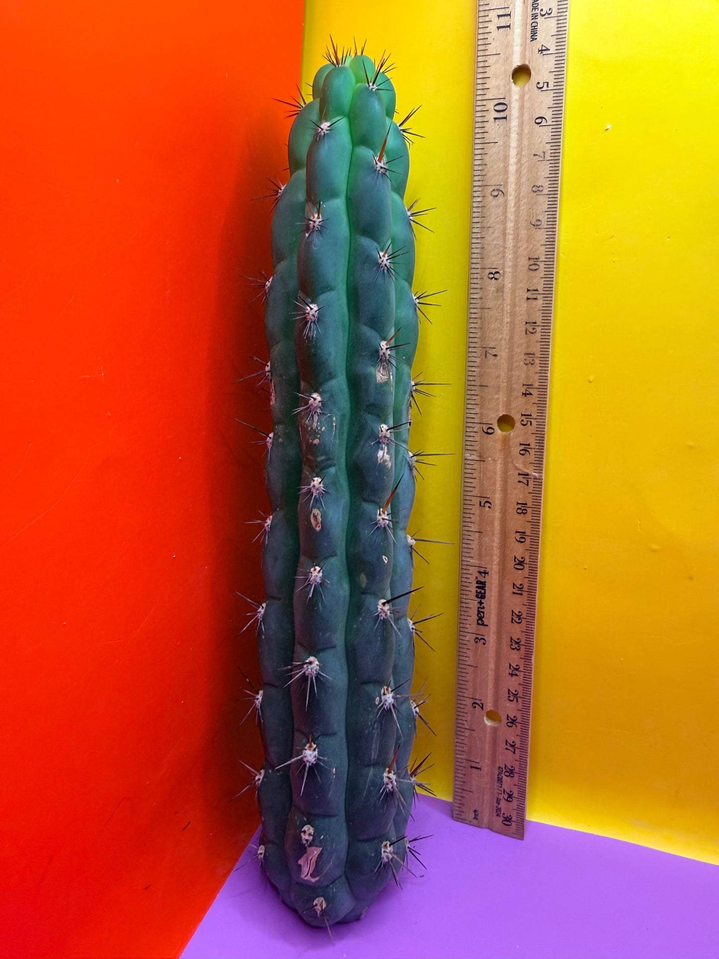CHALA - trichocereus , San Pedro Cactus Cultivar