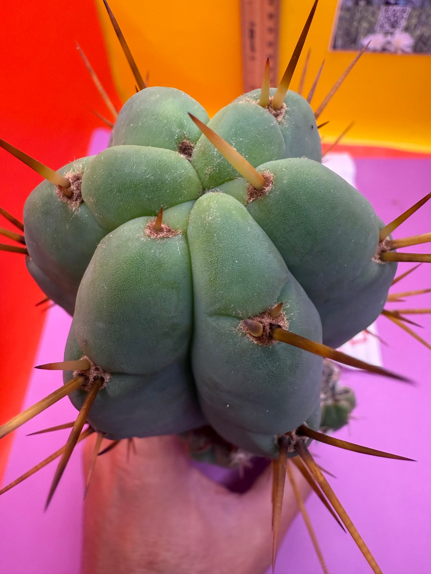 GRAFTED Pala !