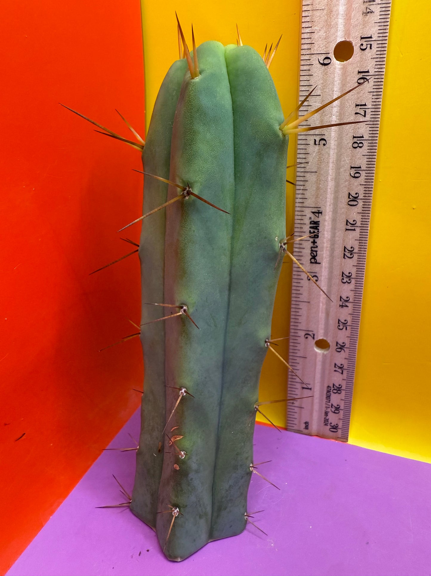 SON OF RON bridgesii