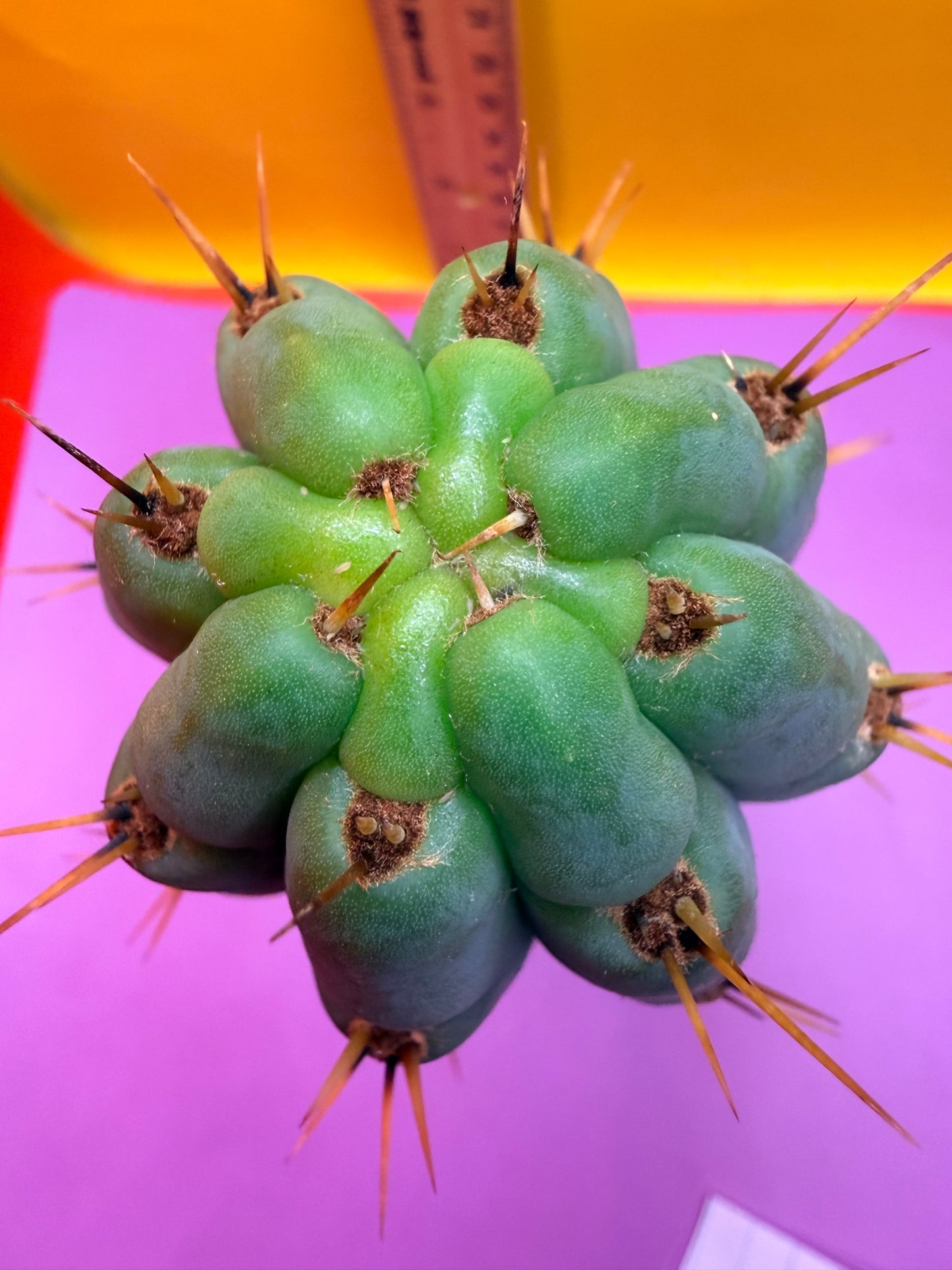 Trichocereus peruvianus