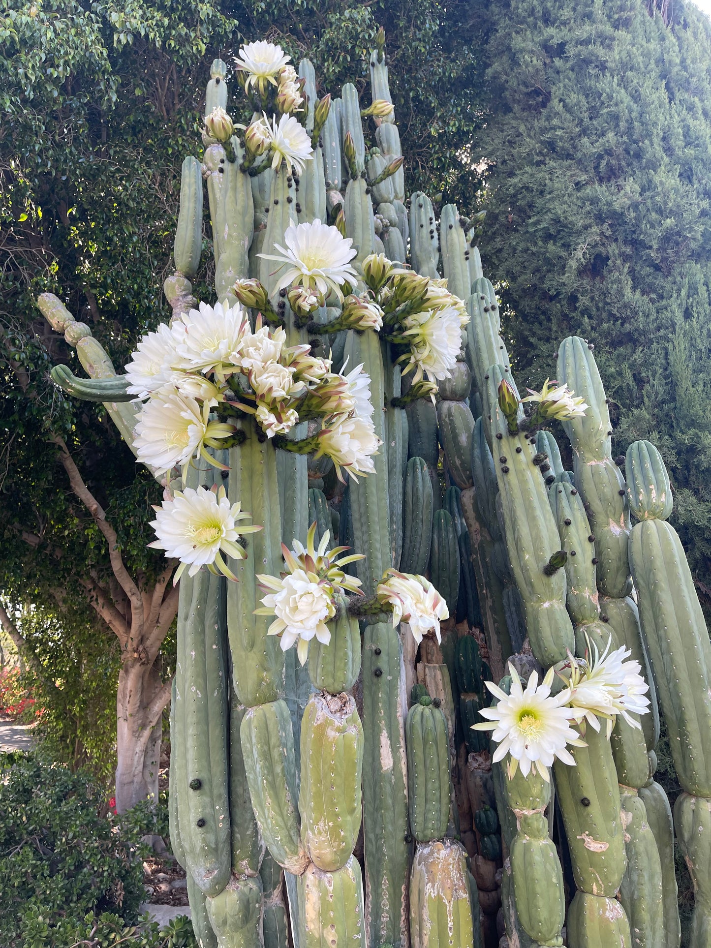 SALE !!! 100 San Pedro Cactus - “Cahuilla” O.p. seeds!!
