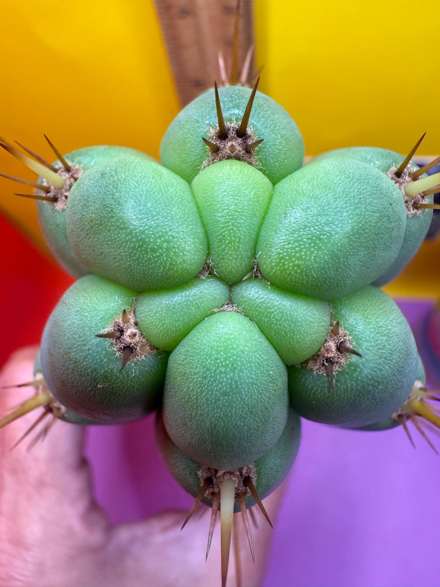 Trichocereus Bridgesii SS02 O.P. !