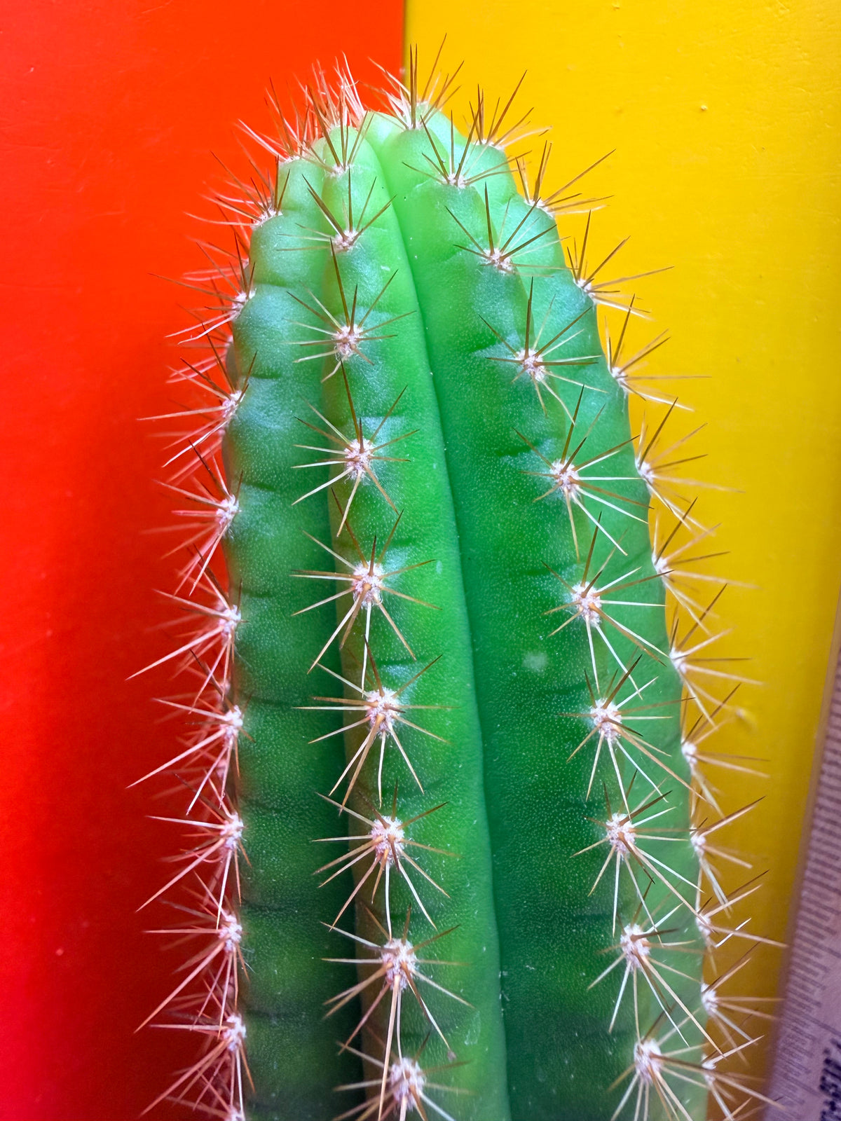 Neon Mittens