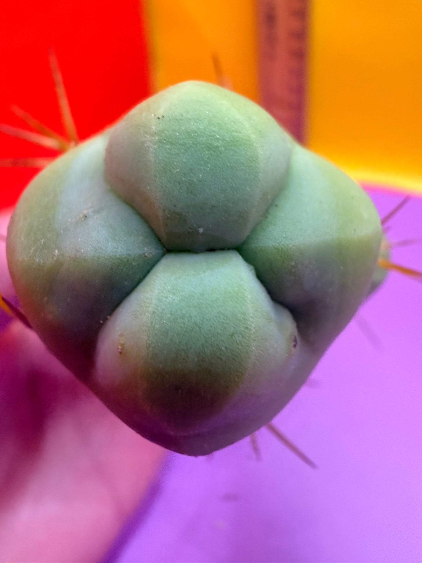 triple segment short form Tbm cactus for sale !
