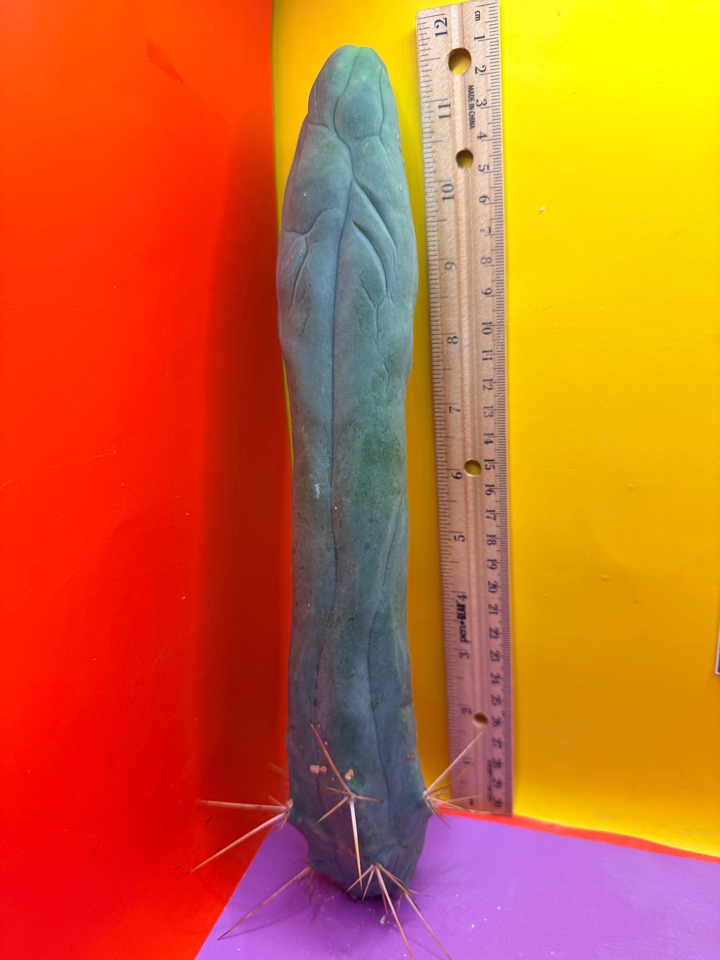 Long form TBM cactus cutting type A
