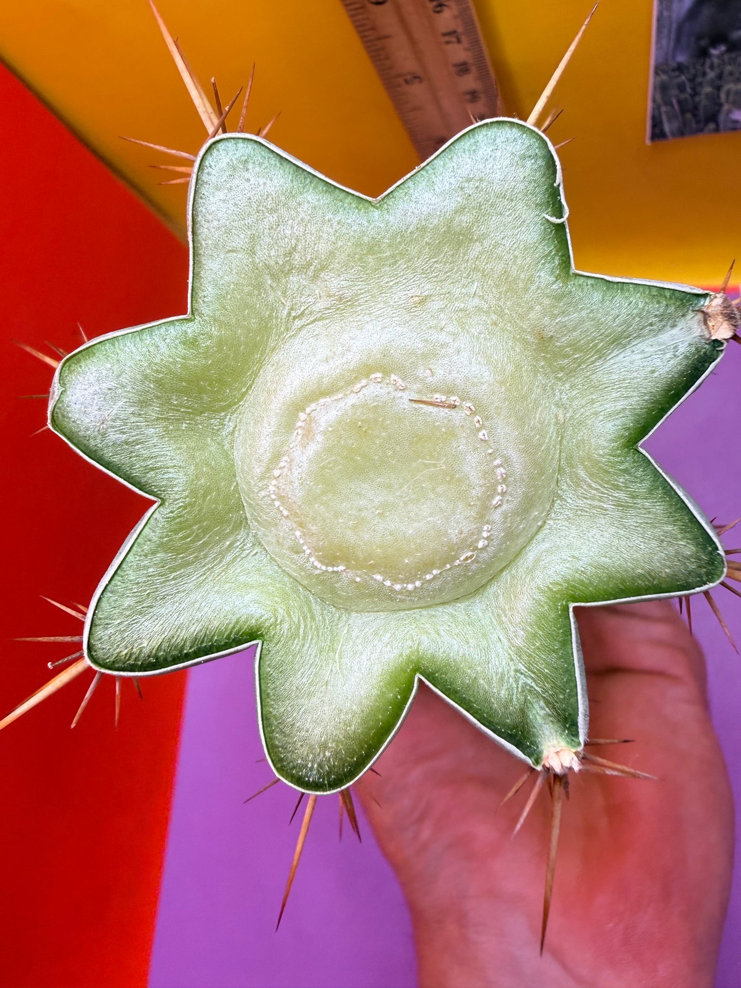 Powdery Blue Trichocereus Peruvianus !!