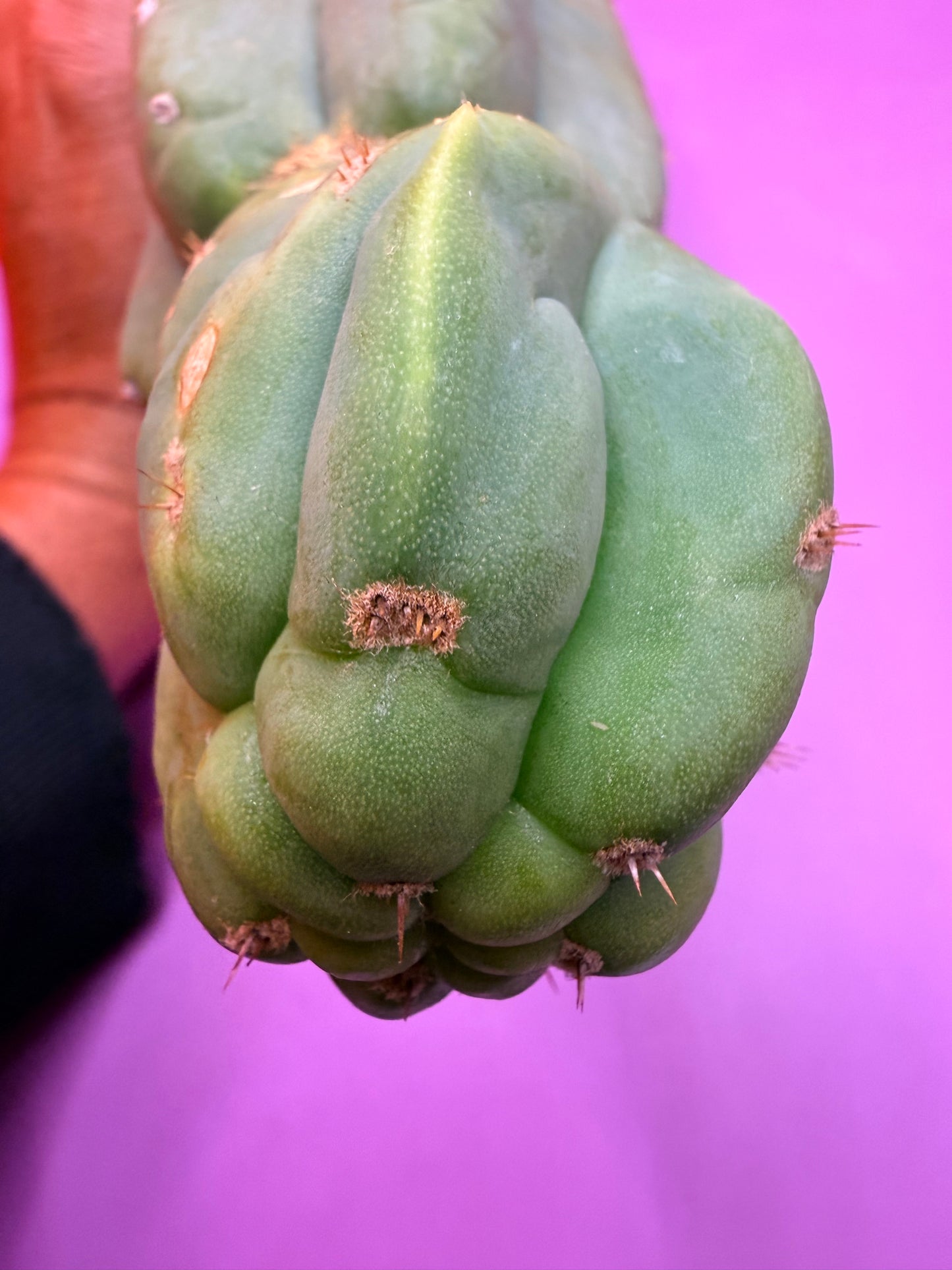 “CAHUILLA” !