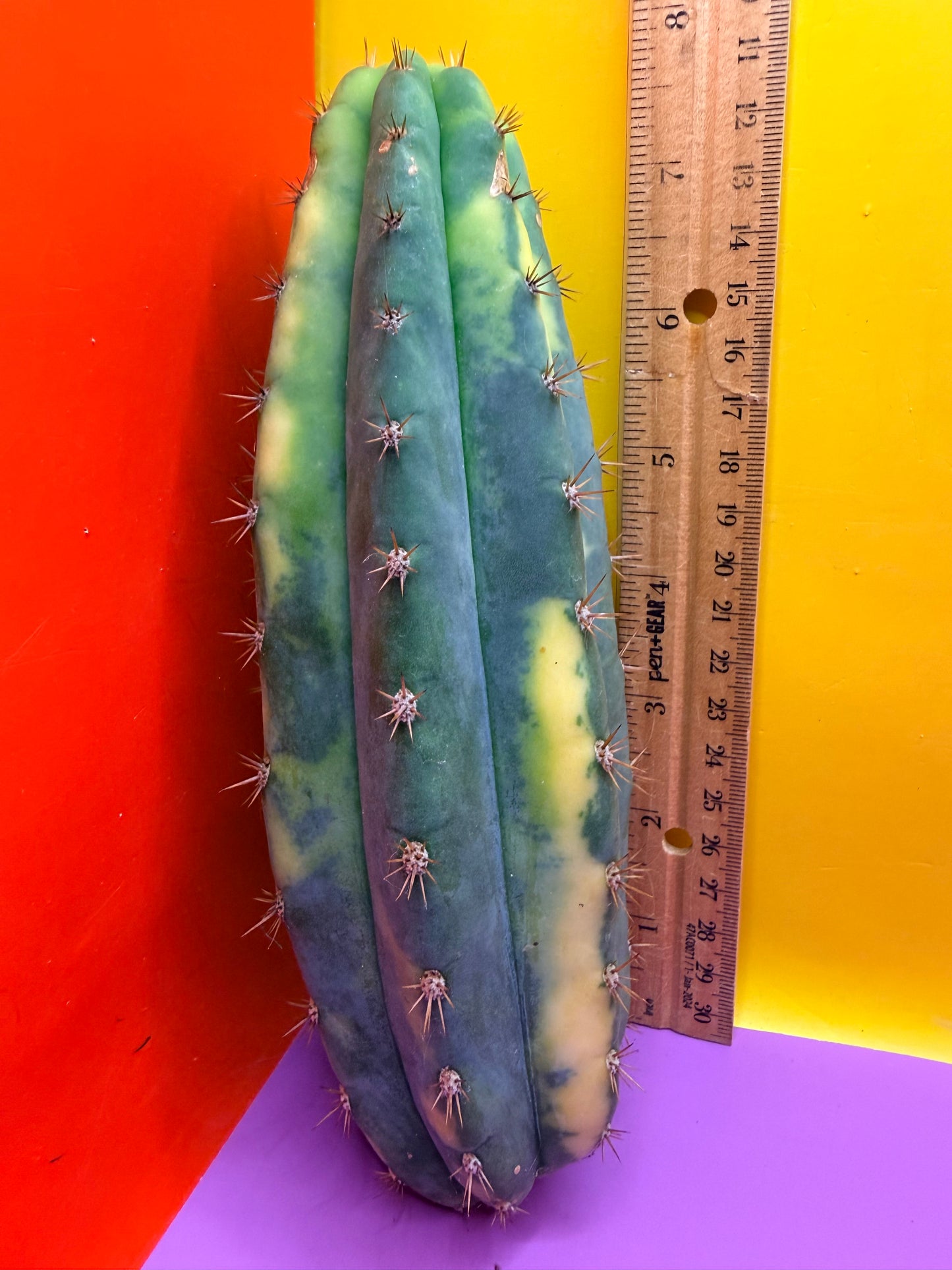Varigated San Pedro !