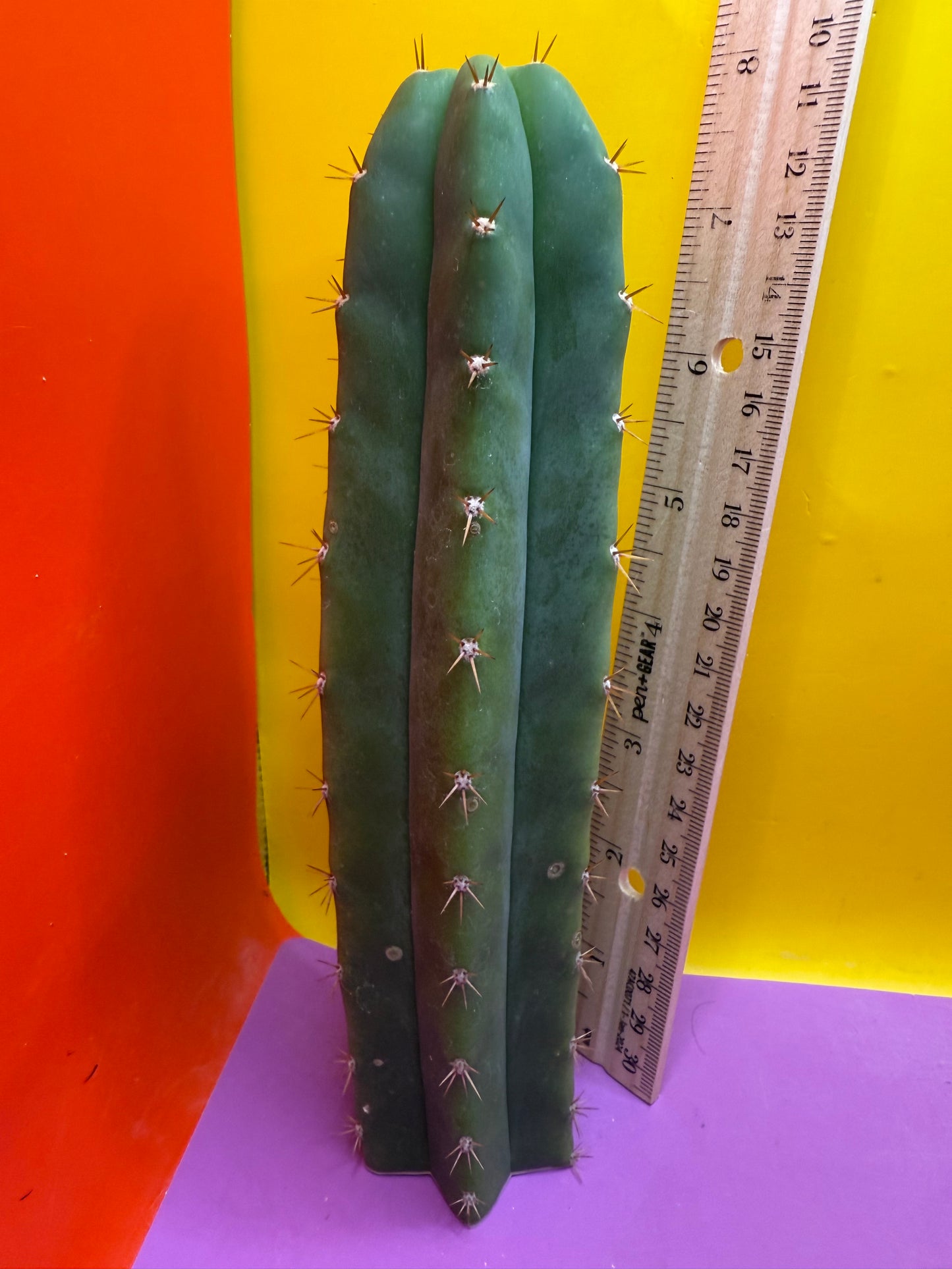 FRIDAY DEAL ⭐️CAHUILLA OP this exact cactus !