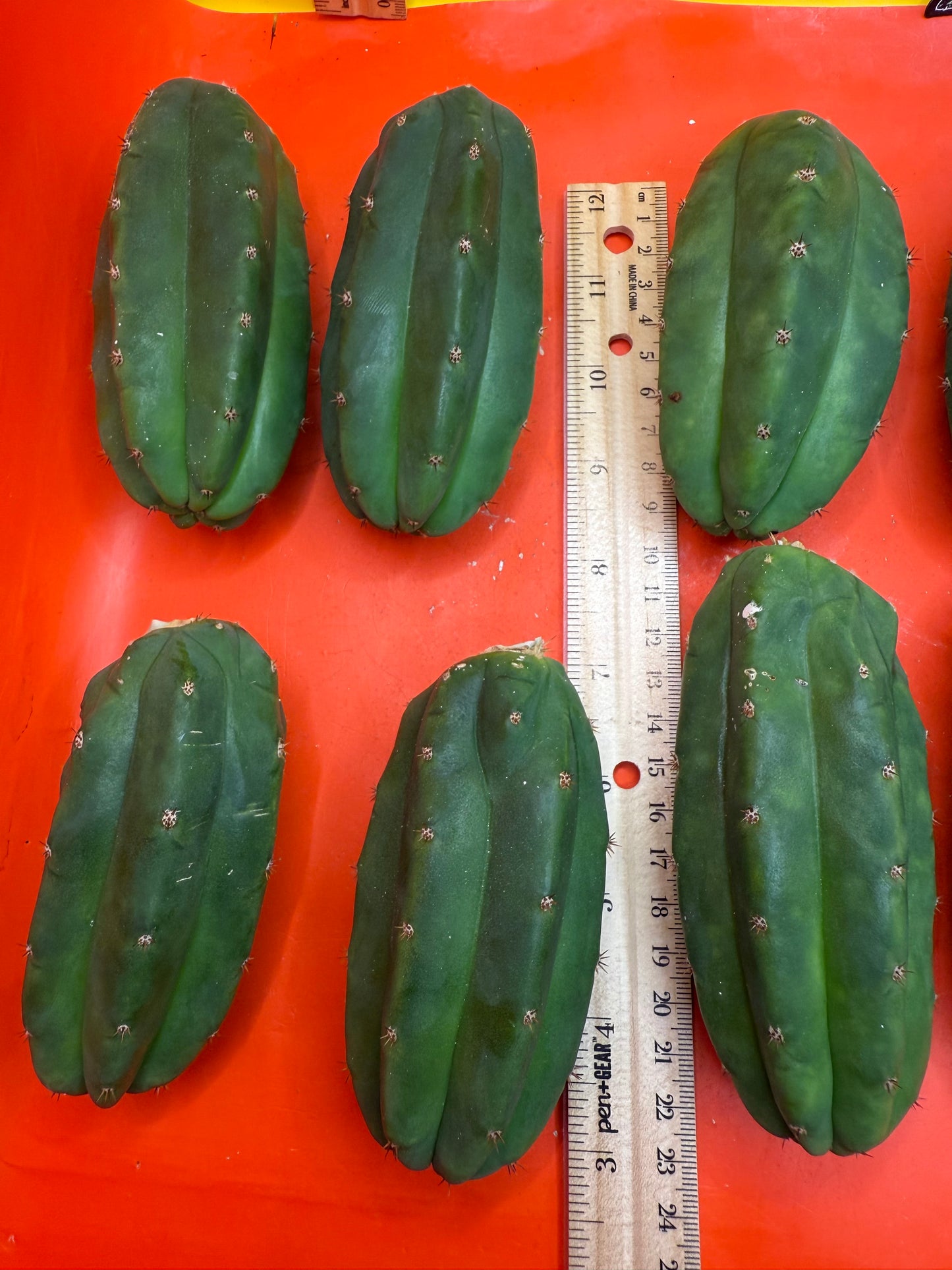 Extra Small 3”-5” San Pedro Cactus ! Fresh cut to order