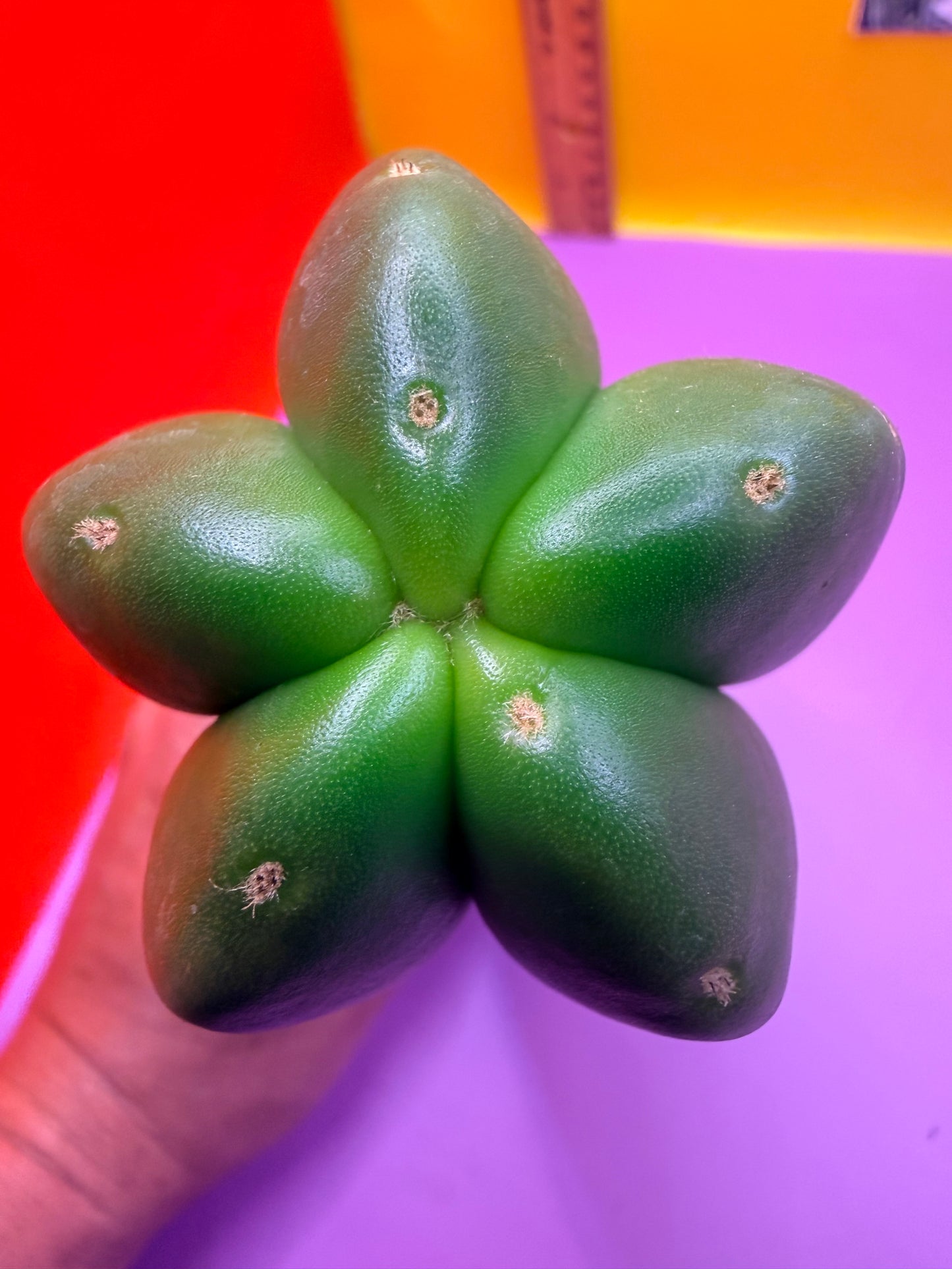 JUICE BOX 🧃! Trichocereus Scopulicola