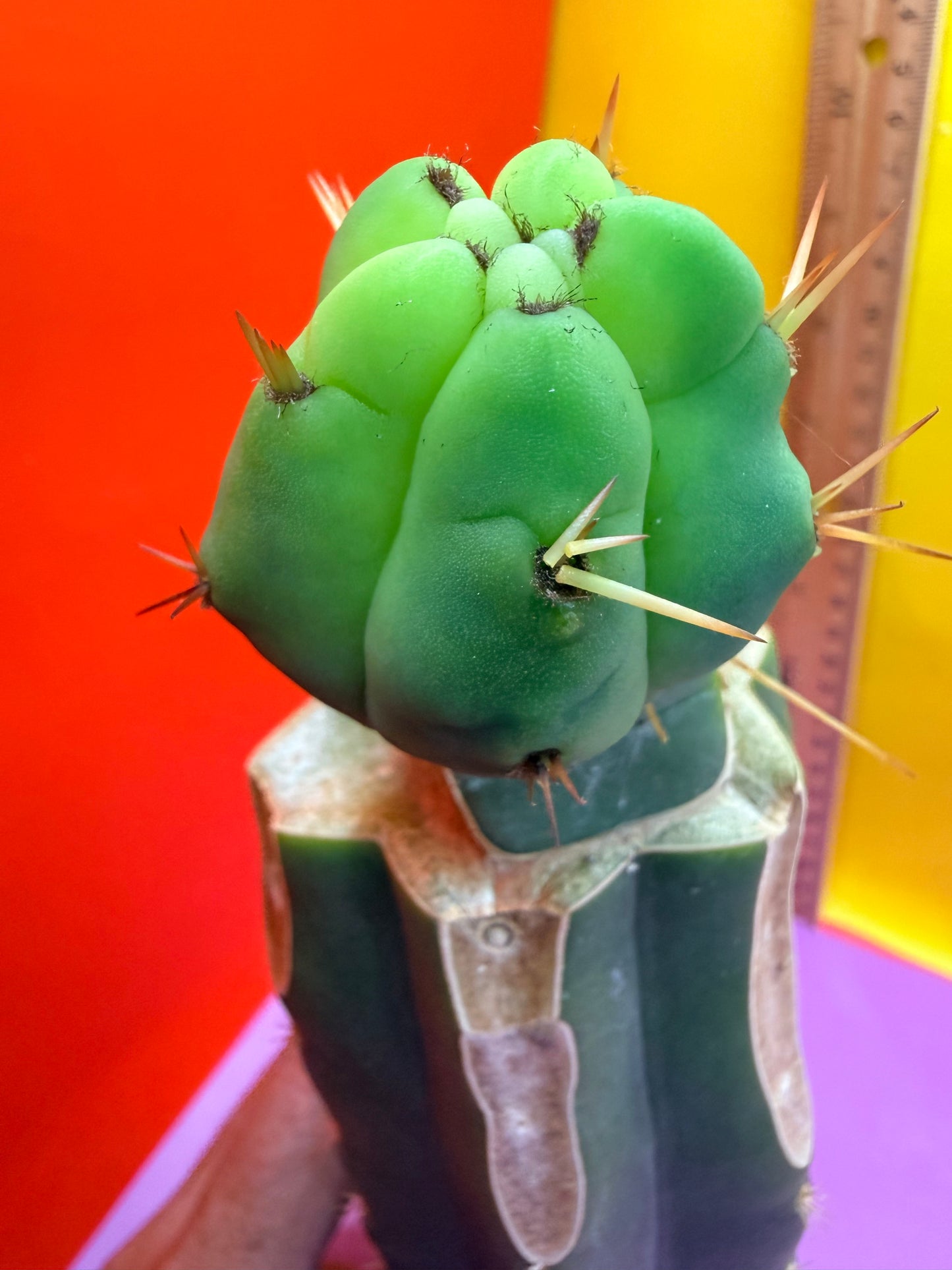 Cactus Kate Bridgesii Graft