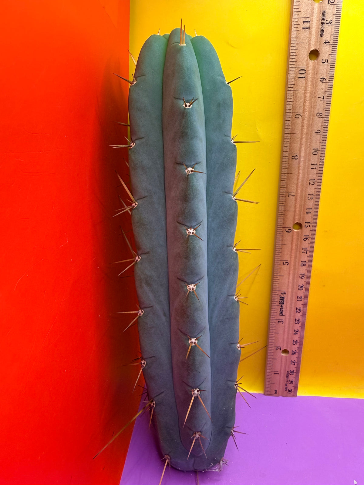 Yowie x Wowie cactus cutting