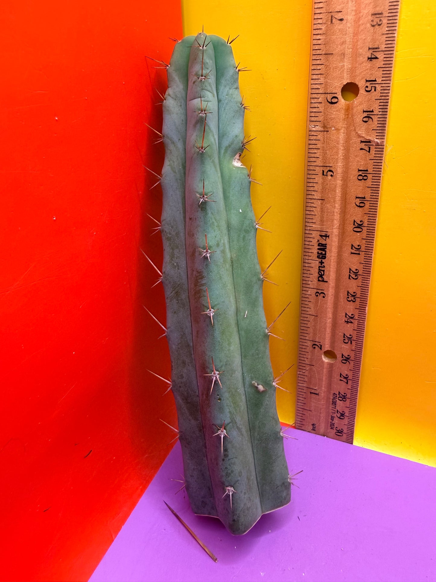 “MINI ME” trichocereus bridgesii