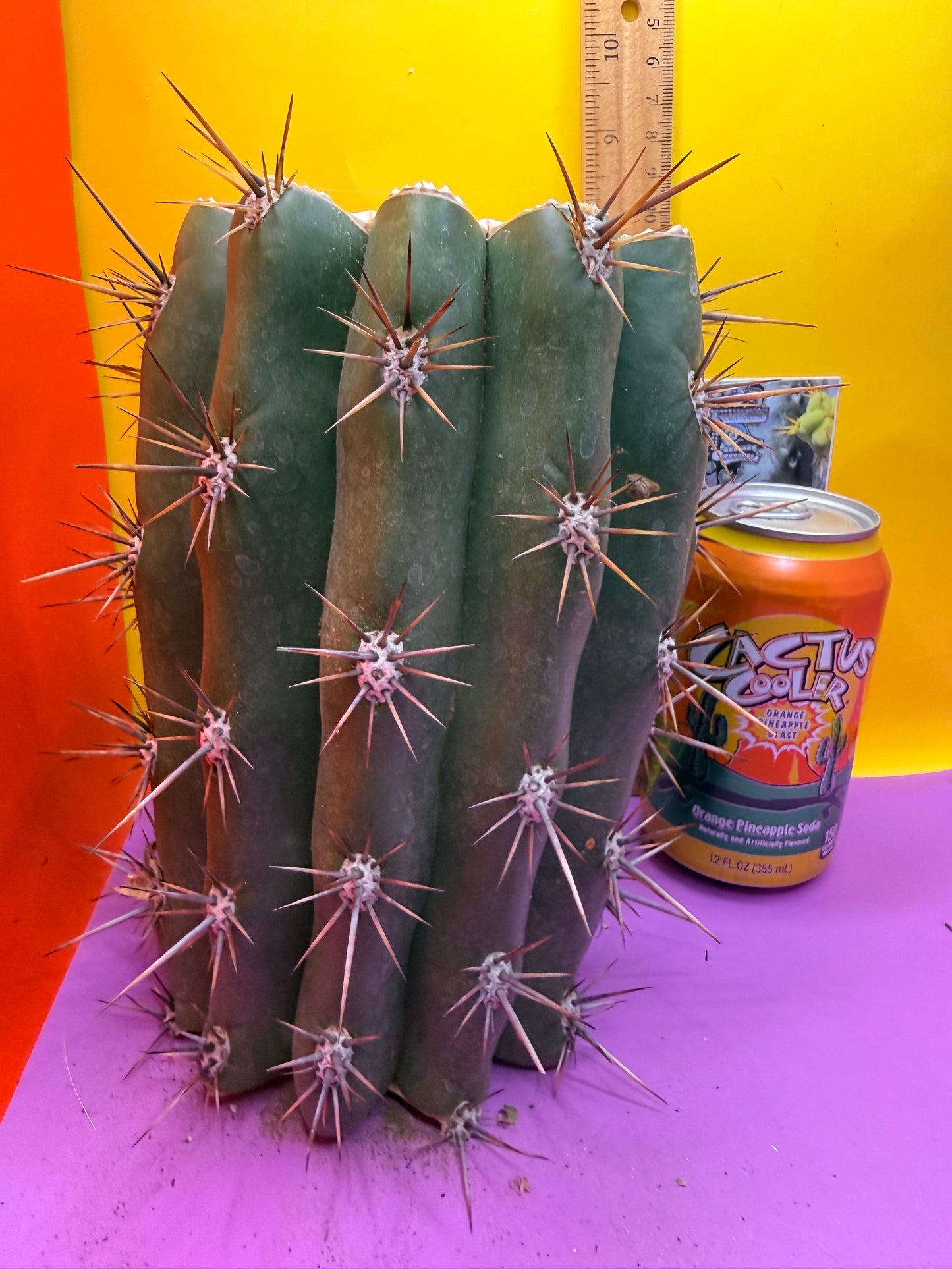 Trichocereus Tacaquirensis 🌶️🌶️