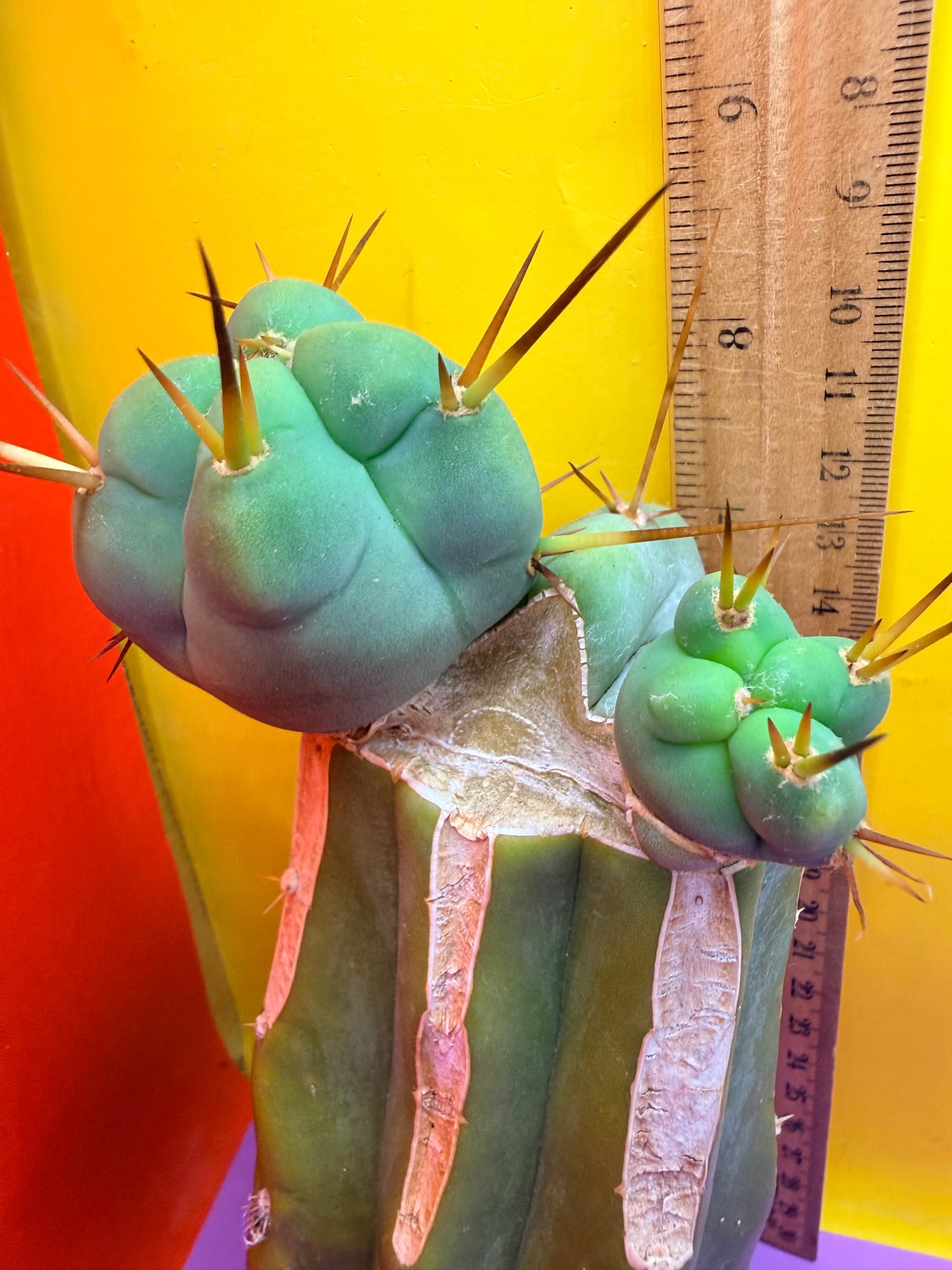 EL SERPIEÑTE Double pup Graft!