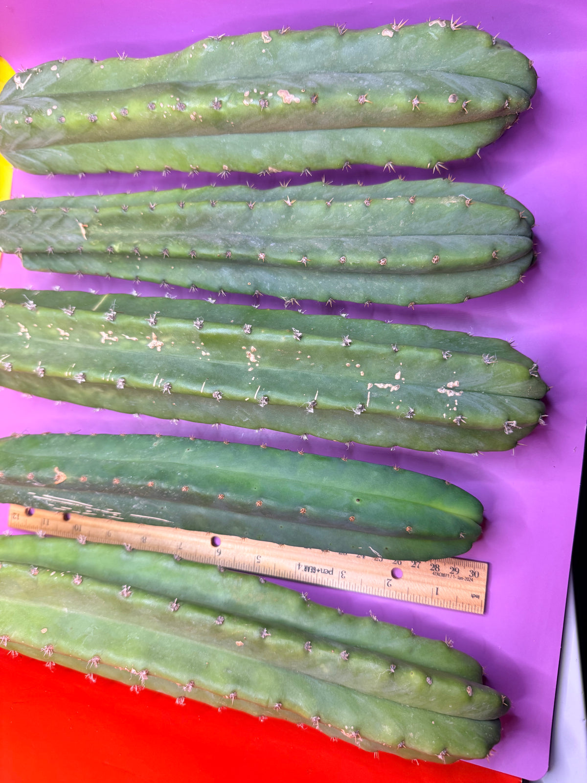 5 pack of San Pedro Cactus !