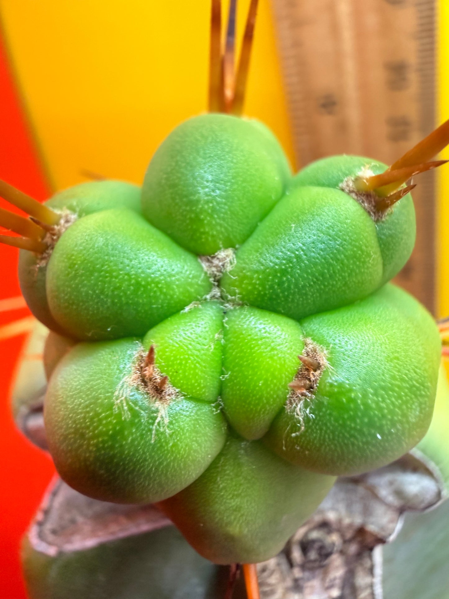 Pala Rez cactus Graft
