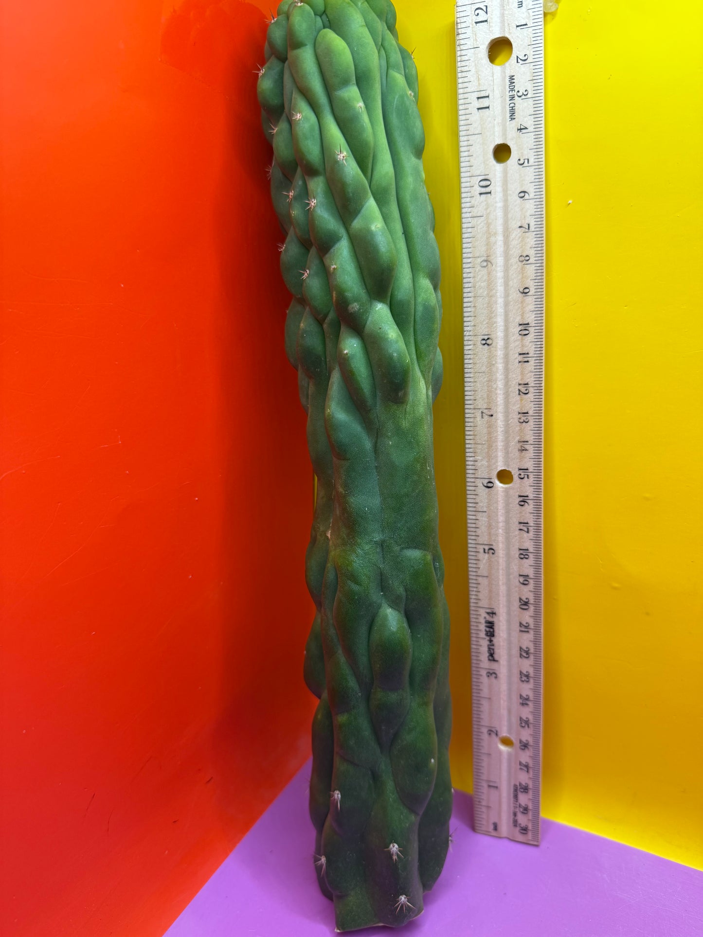 Monstrose San Pedro cactus !! Tip is about to crest !