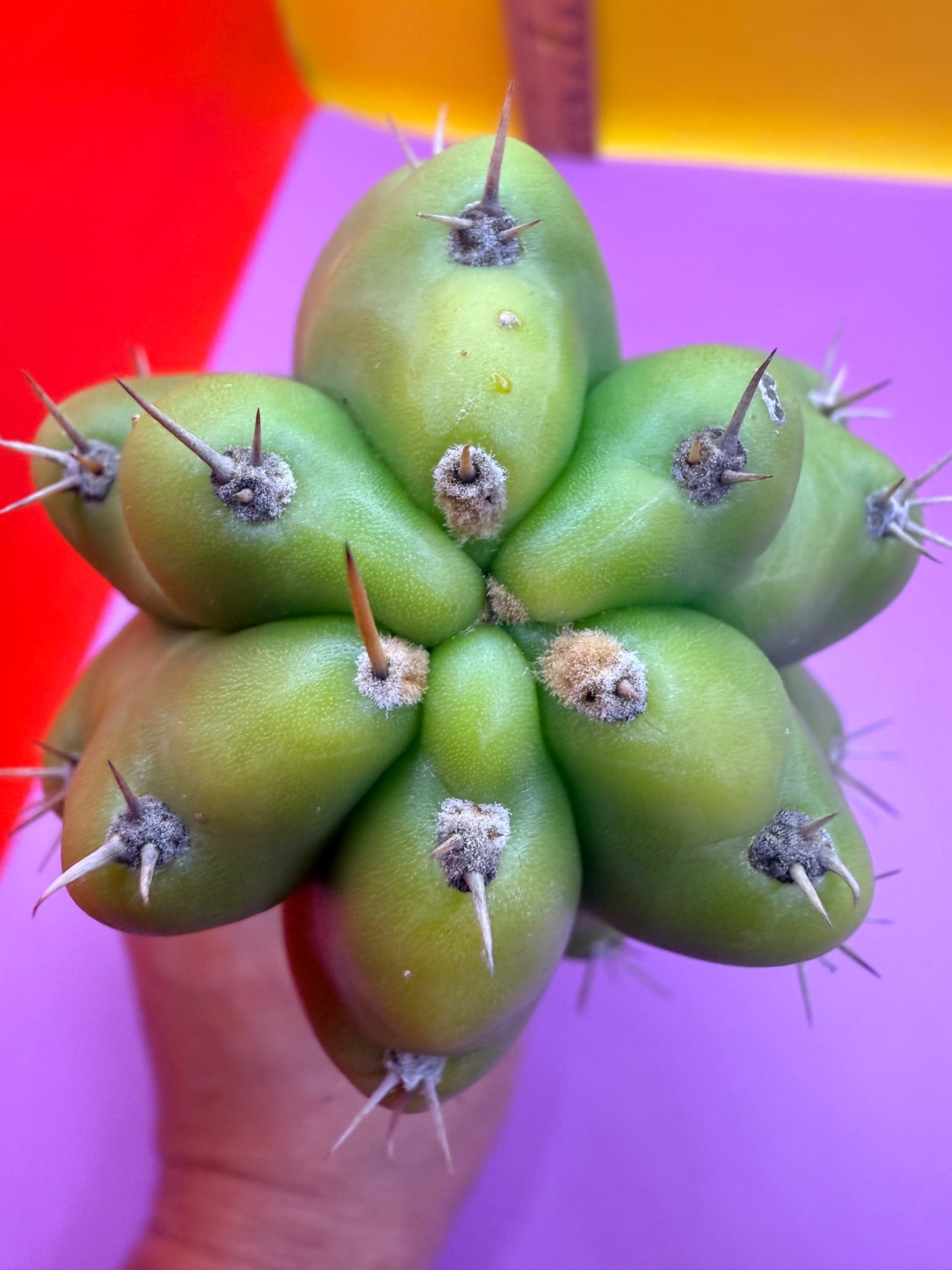 Monstrose San Pedro cactus - TPM !
