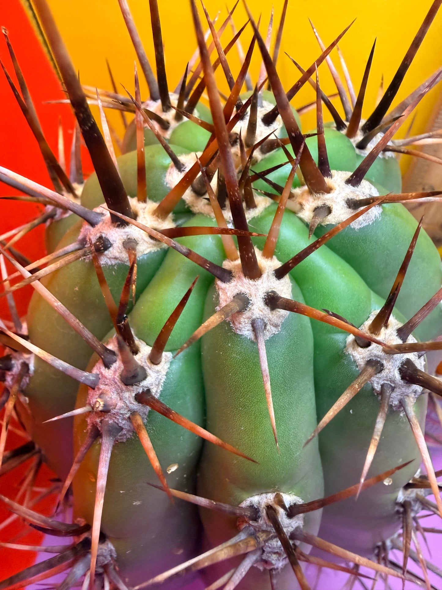 Huge San Pedro Cactus 🌶️Trichocereus Tacaquirensis over 4” thick !