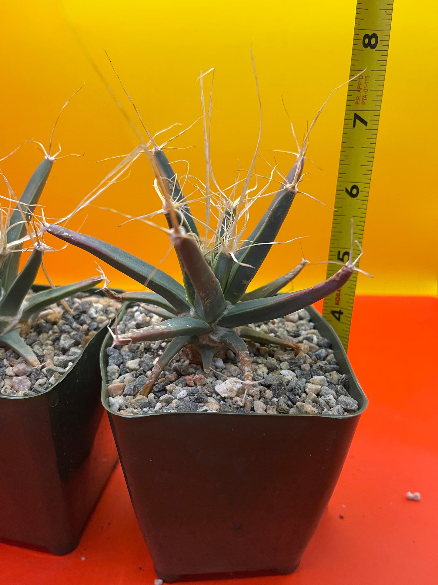 Leuchtenbergia principis true cactus !