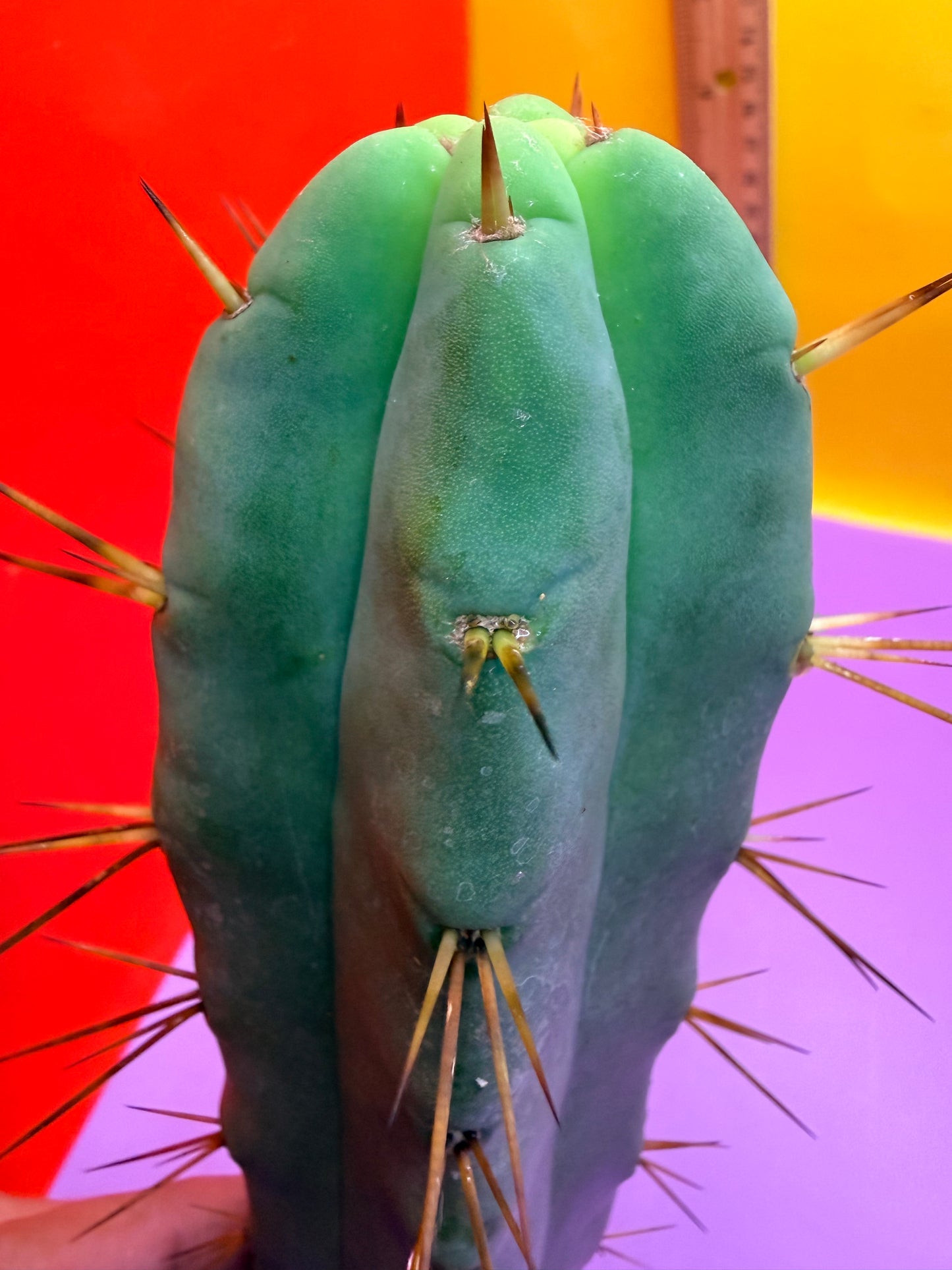 Jiimz Twin spine - this exact one pictured