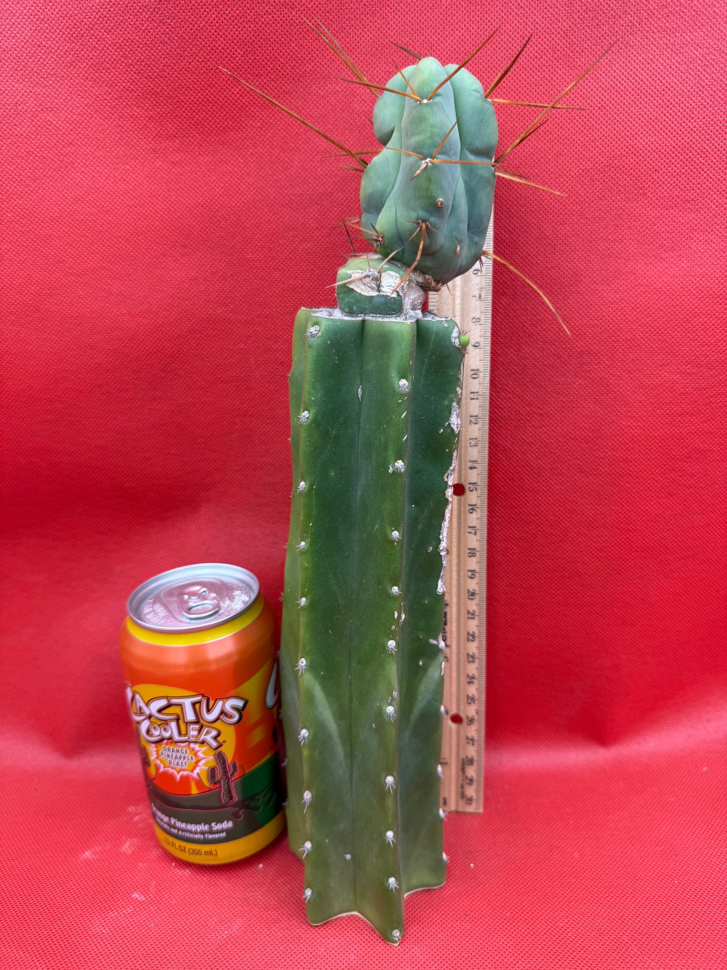 Grafted El Serpieñté