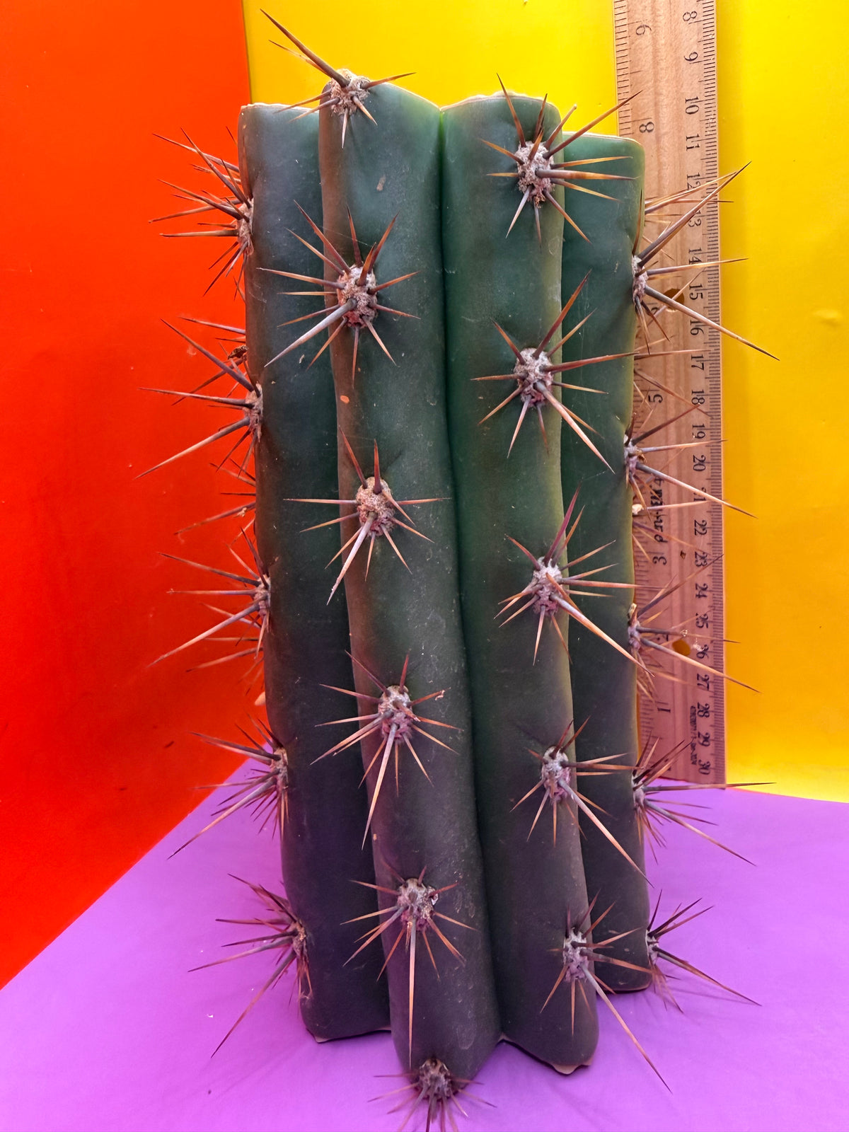 Trichocereus Tacaquirensis 🌶️🌶️