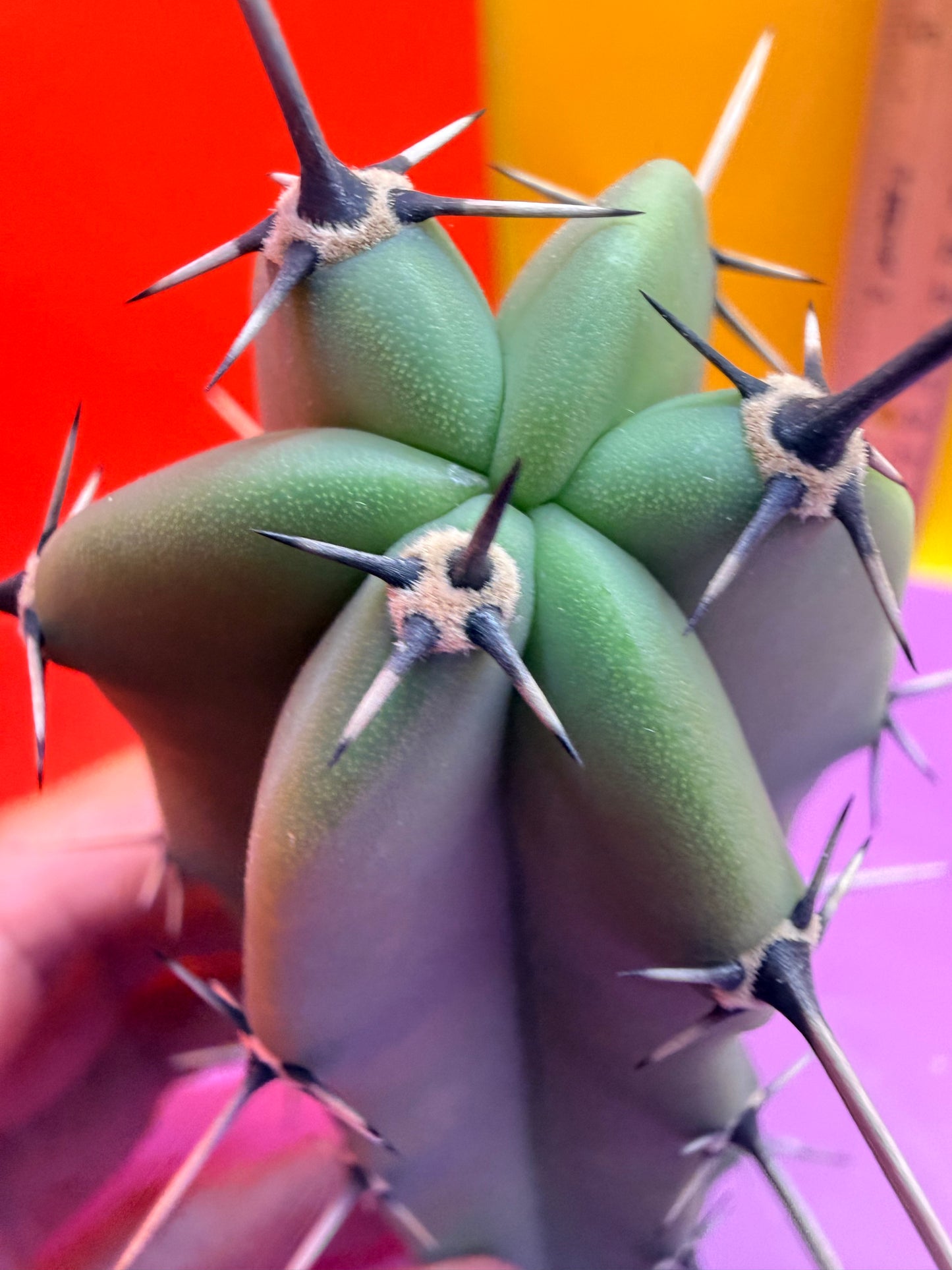 Myrtillocactus geometrizans