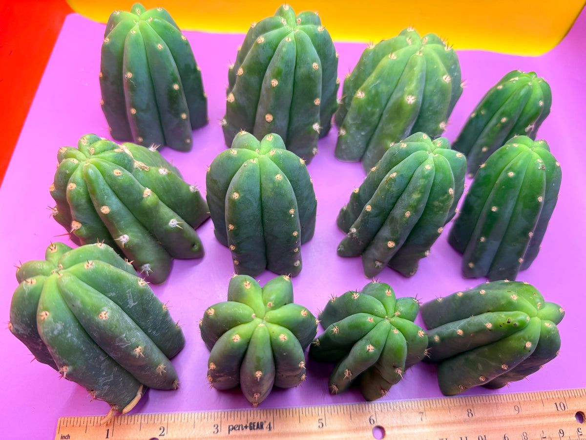 San Pedro cactus tips ! A dozen -12