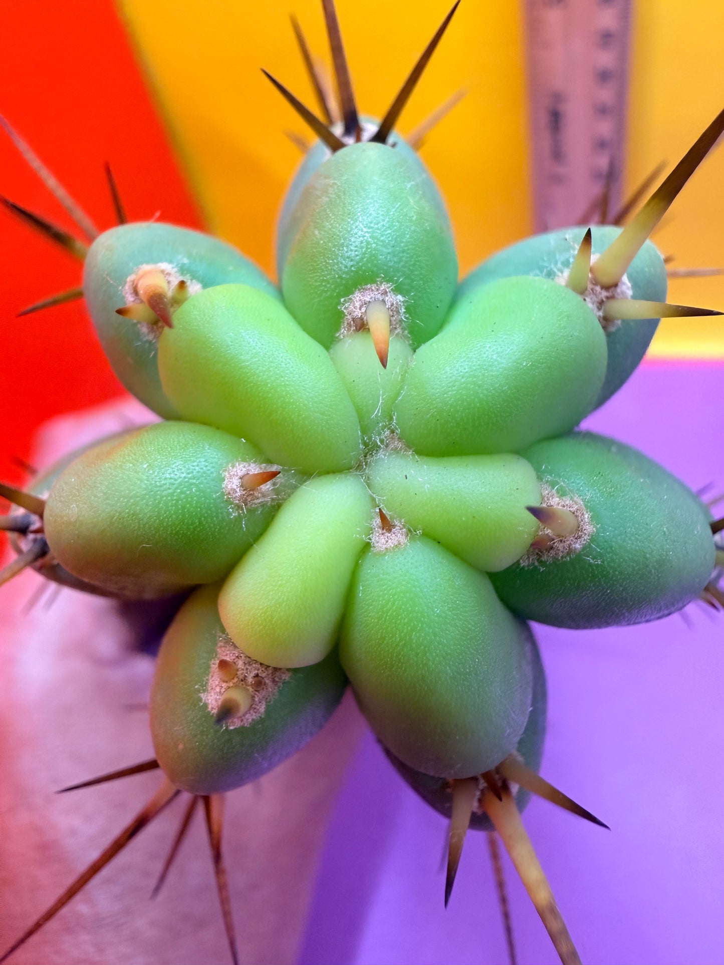PALA ! This exact cactus cutting of trichocereus