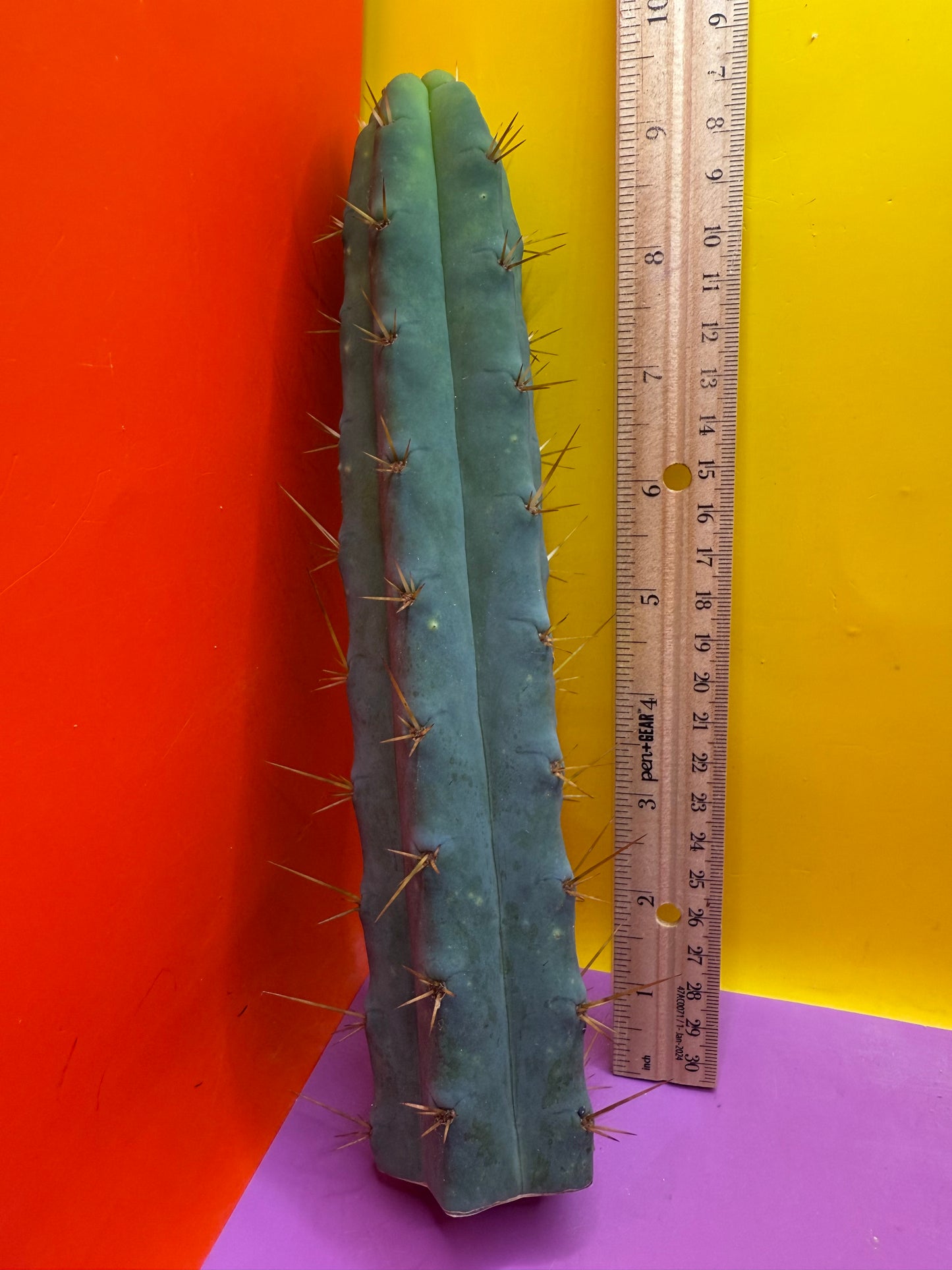 SSO2 - San Pedro Cactus 🌶️ 🌶️