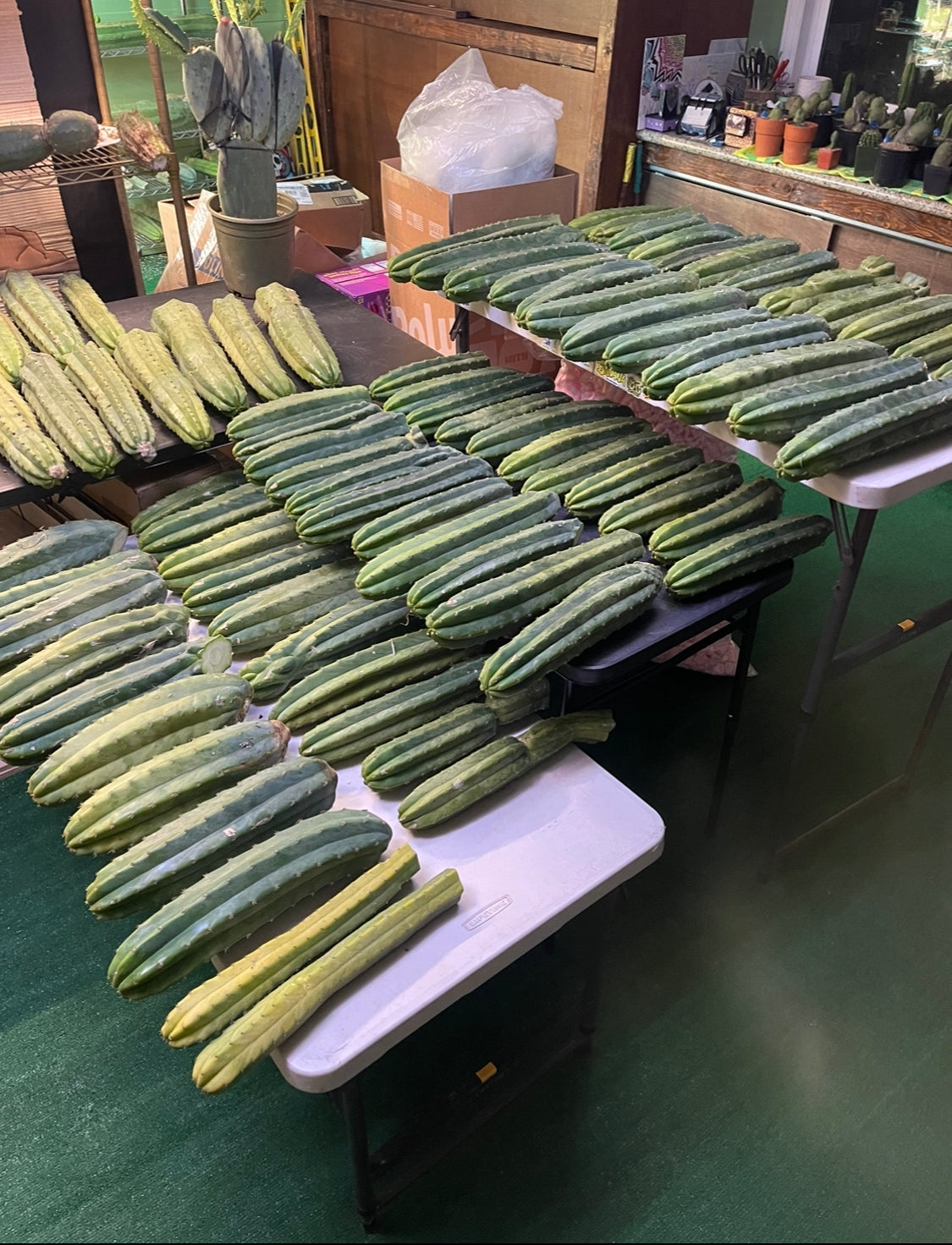 Extra large San Pedro cactus 14”-16” long !fresh cut may 10!