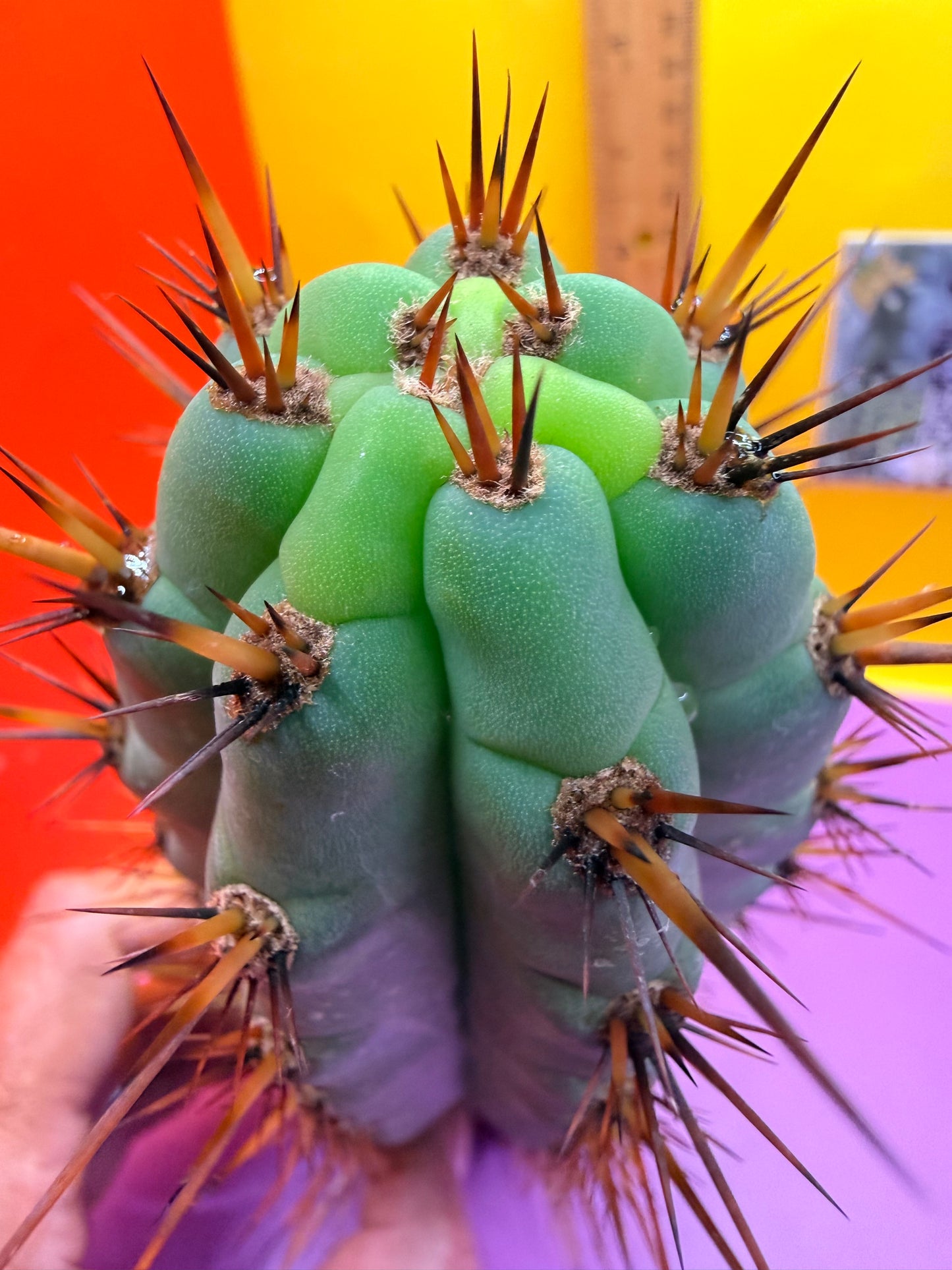 Peruzco trichocereus cactus cutting