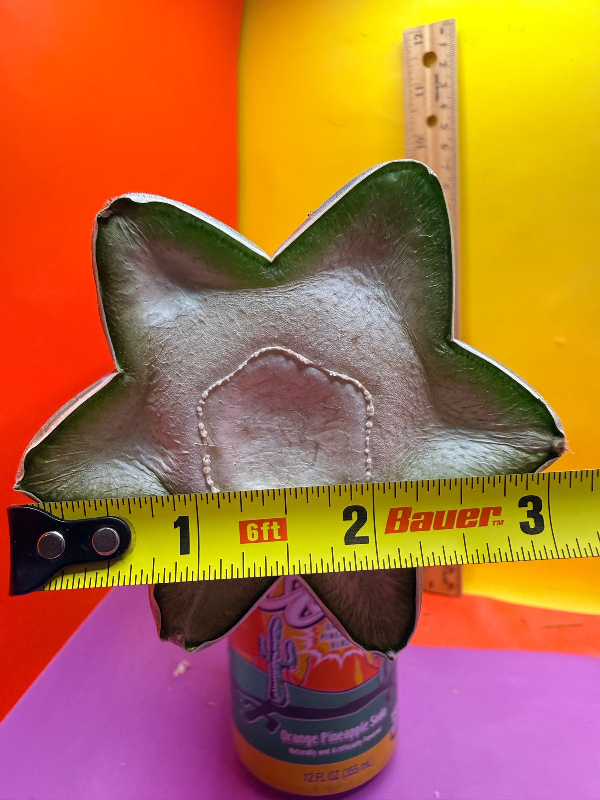 Mature Cahuilla cactus Mid section cutting
