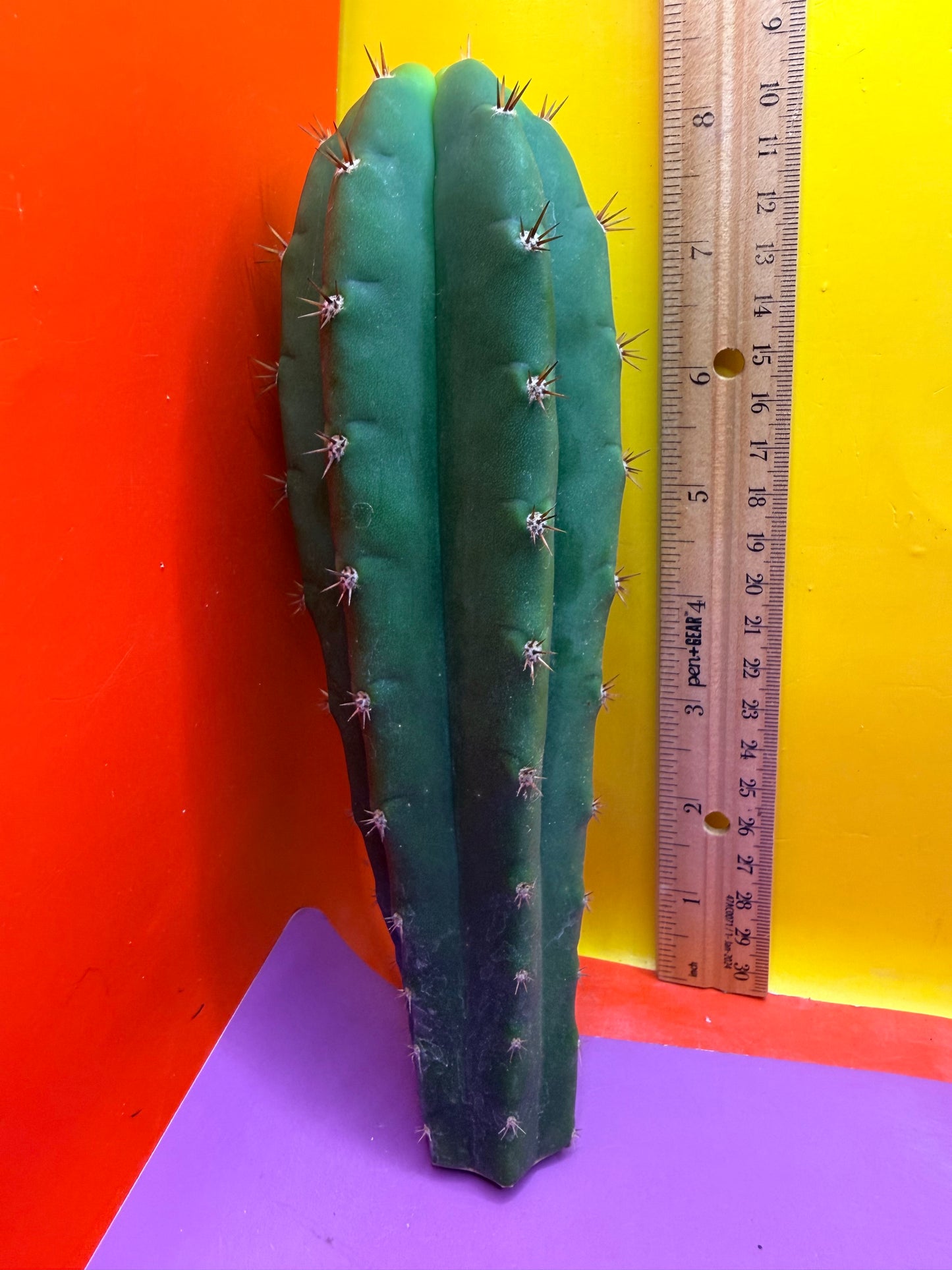 Friday DEAL on Thursday 😱⭐️CAHUILLA OP this exact cactus !