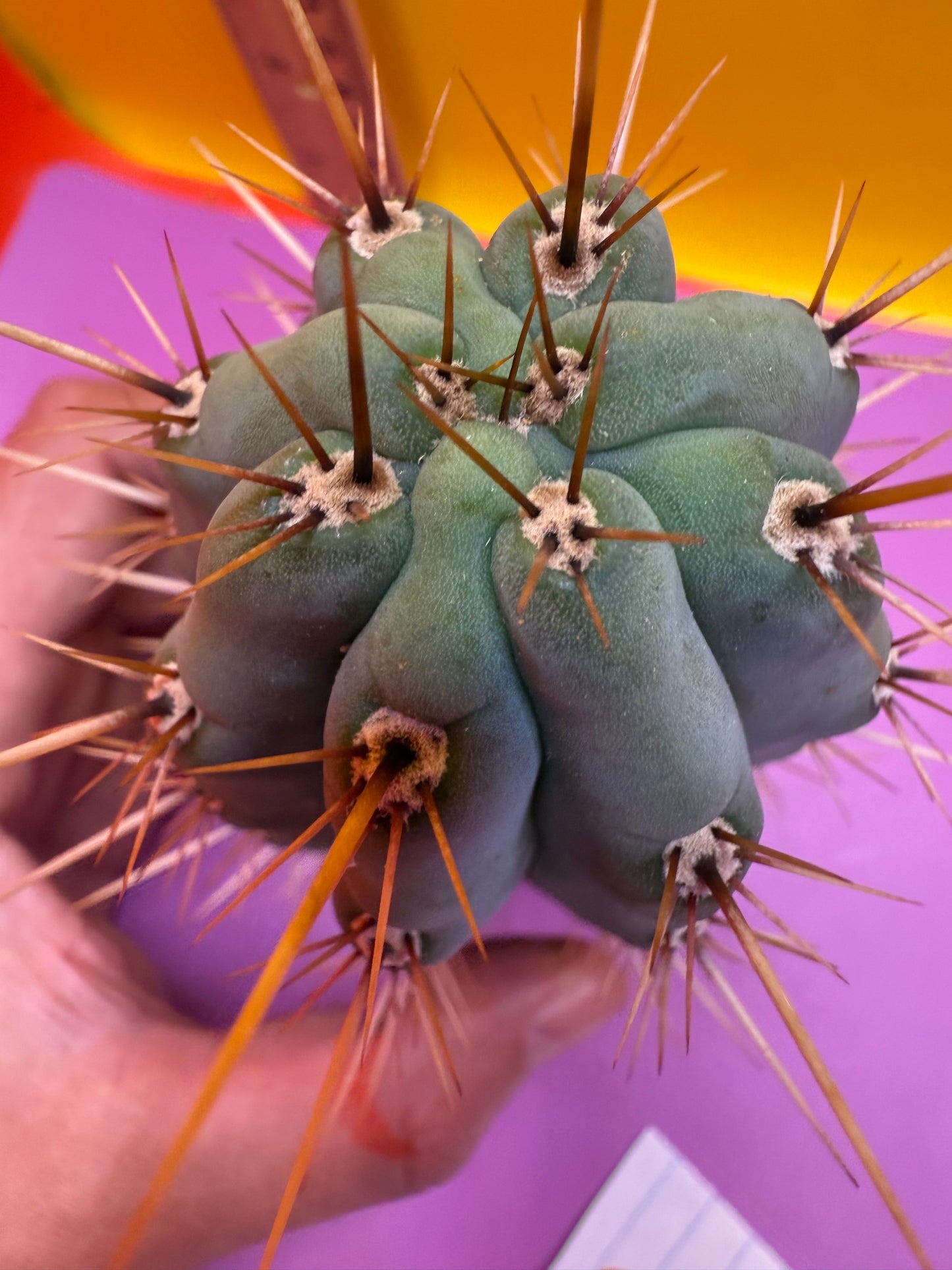 Trichocereus Matucana !
