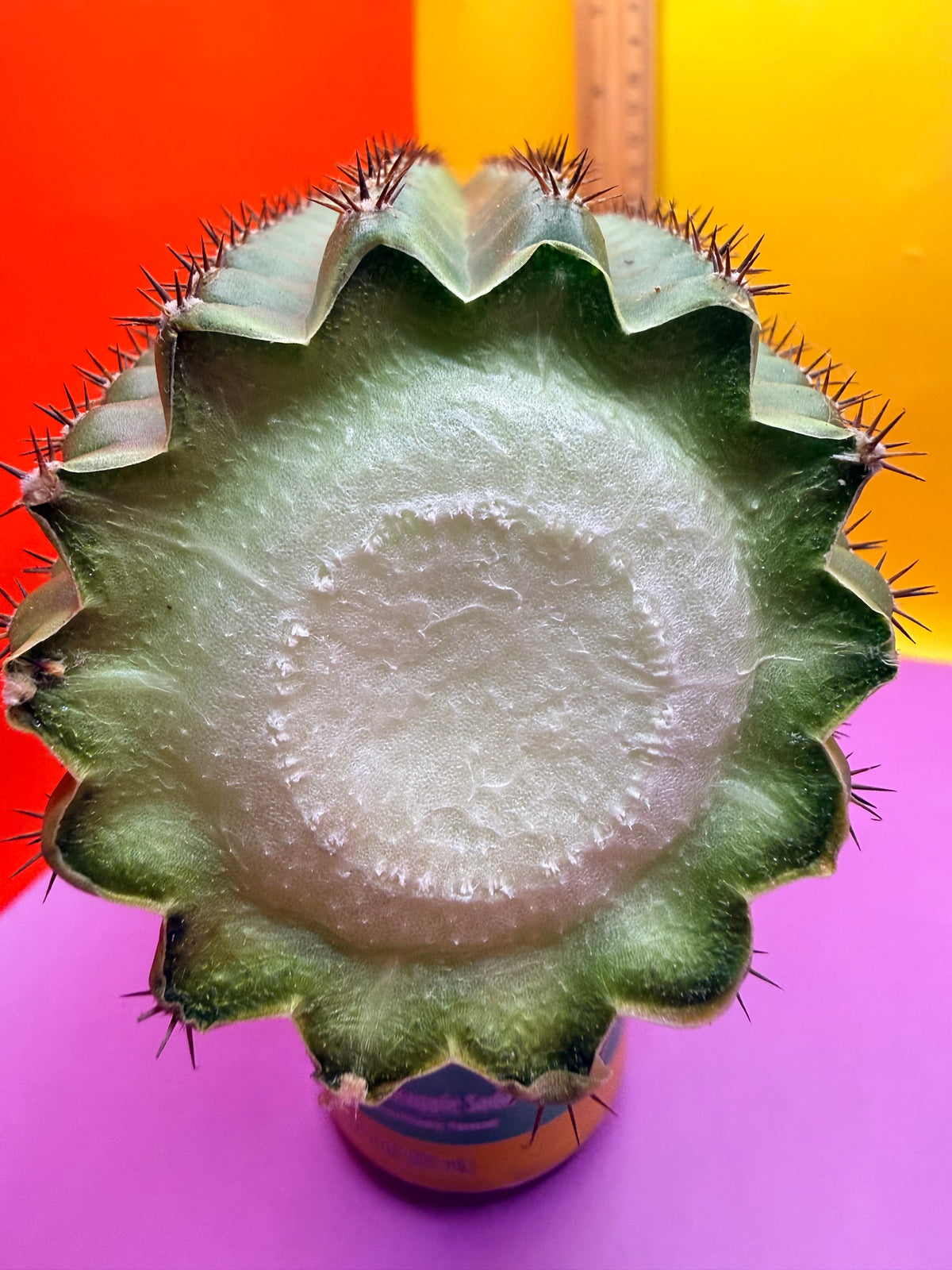 Trichocereus Brevispinulosus
