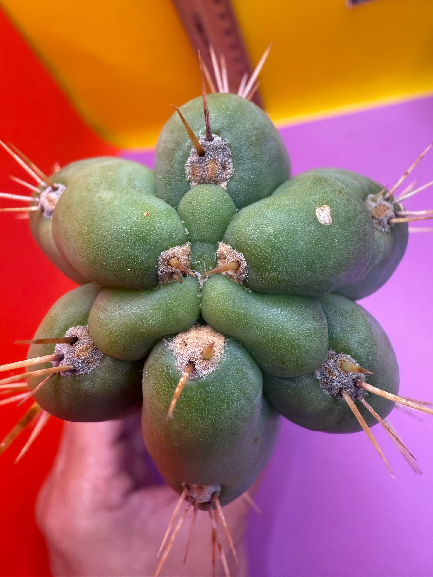 SSO3 Trichocereus knuthianus