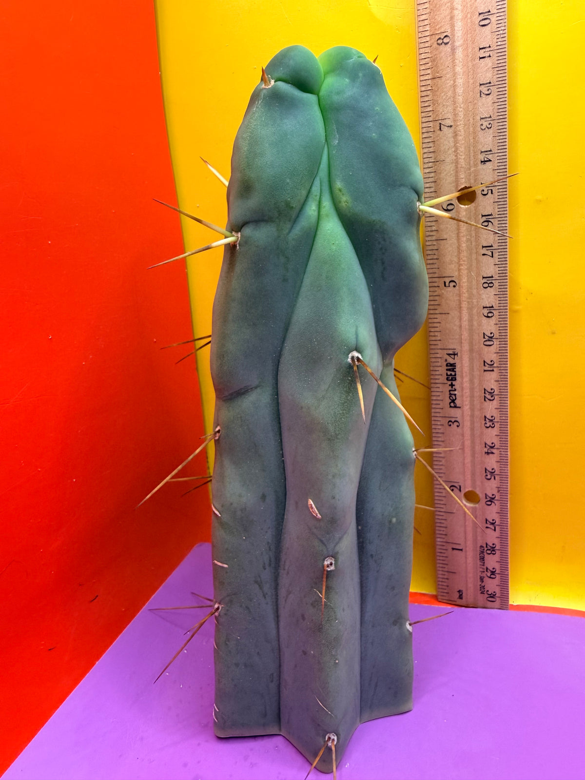 4 Wind Bridgesii “LMA” La Mirada Angelo